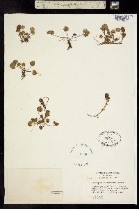Image of Synthyris ranunculina