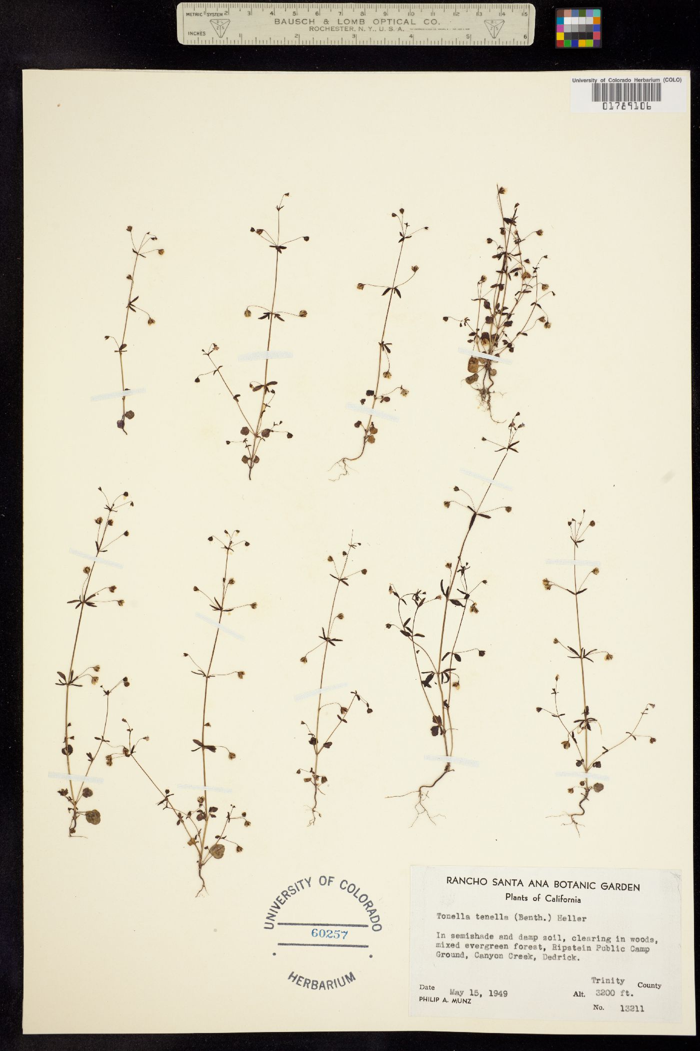 Tonella tenella image