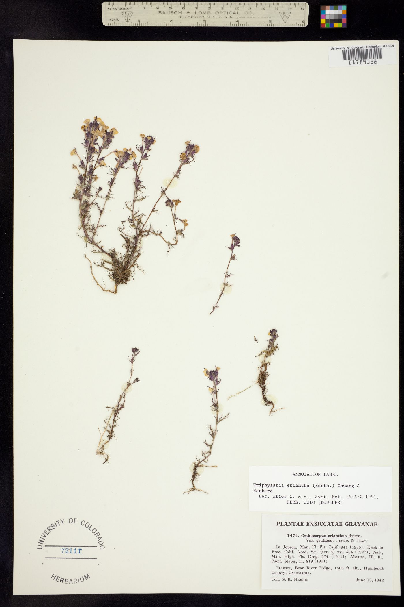 Triphysaria eriantha image