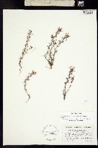 Triphysaria eriantha image