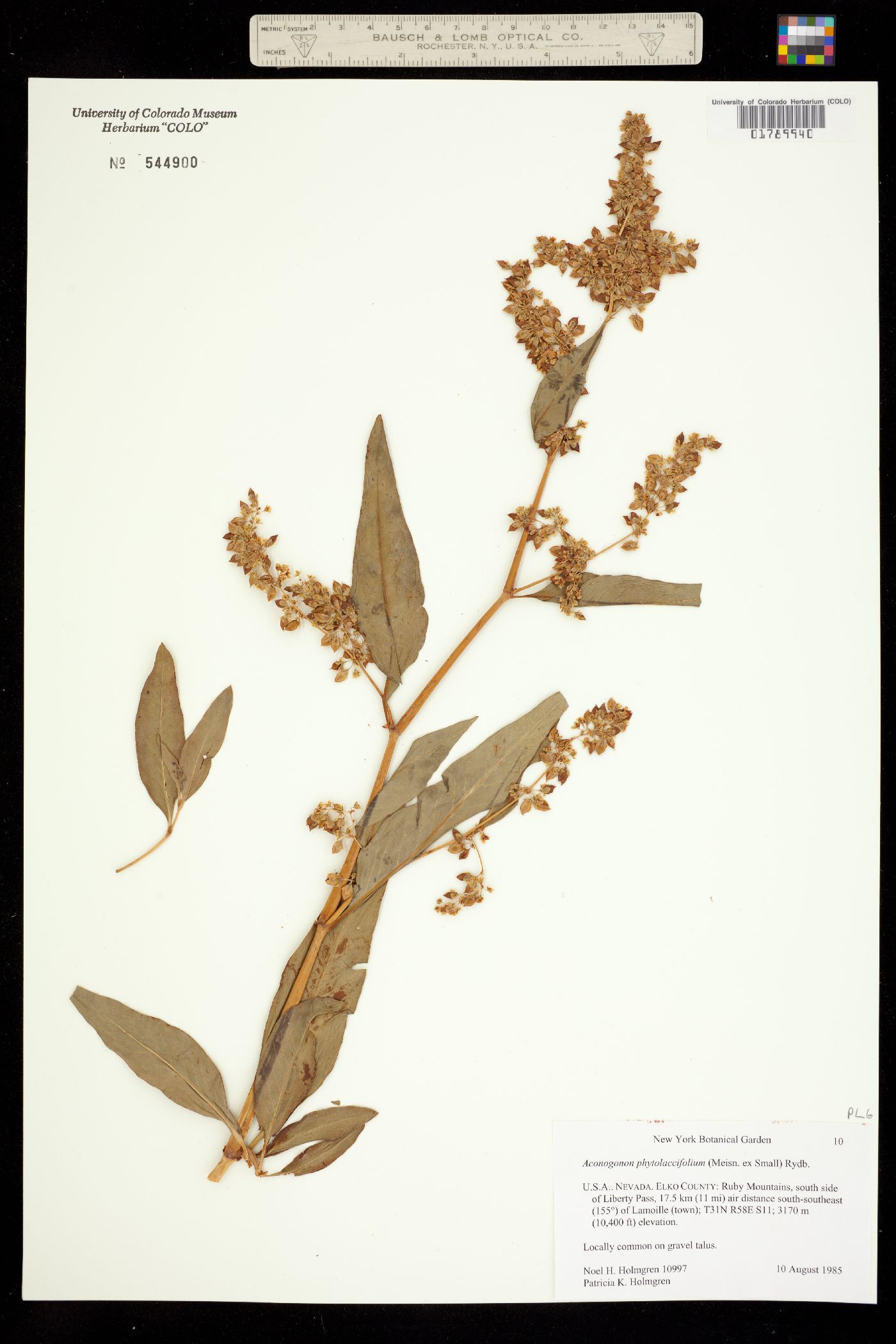 Aconogonon phytolaccifolium image