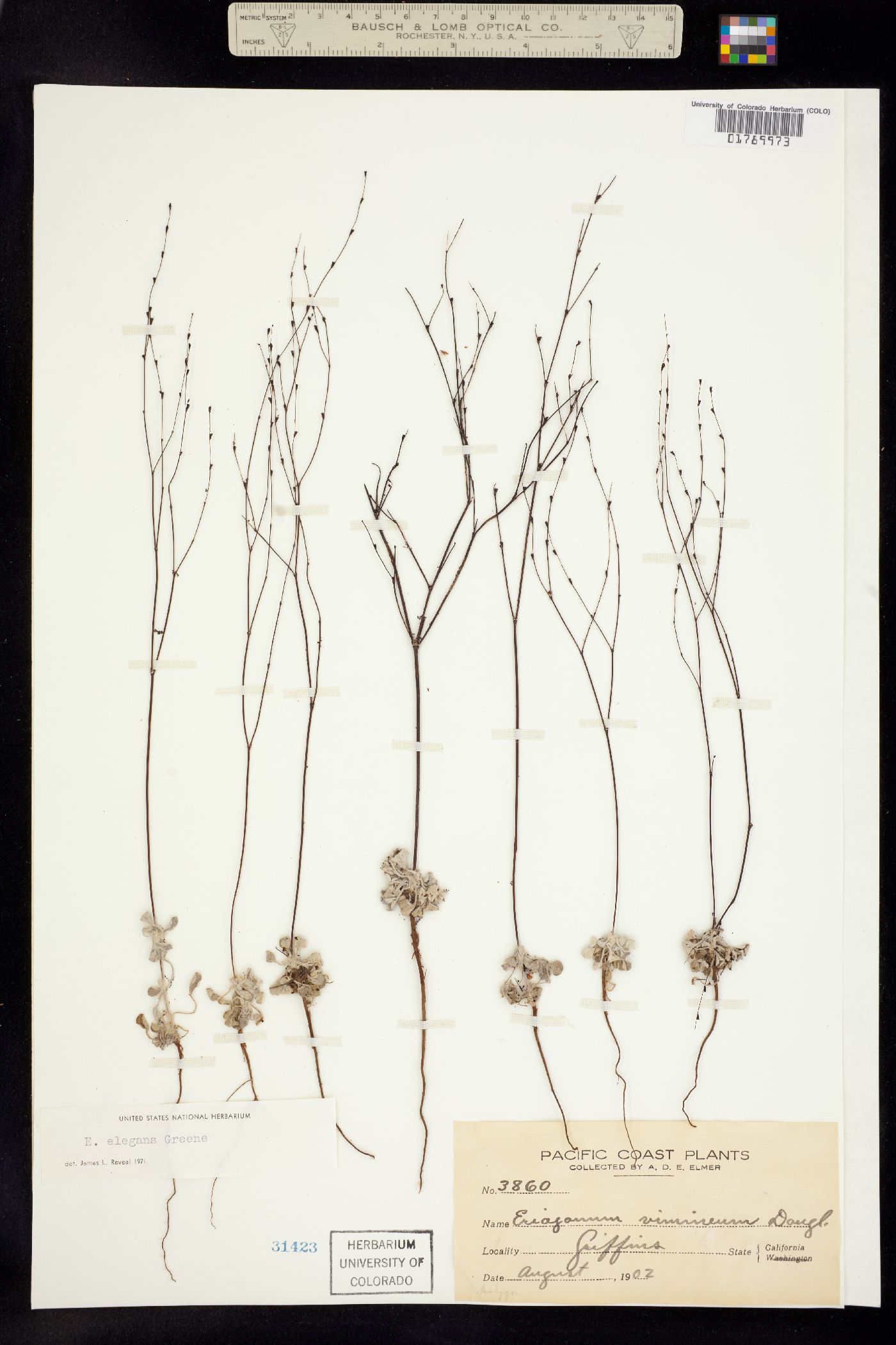 Eriogonum elegans image