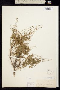 Image of Salvia lycioides