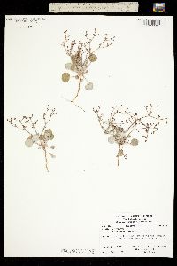 Image of Eriogonum rotundifolium