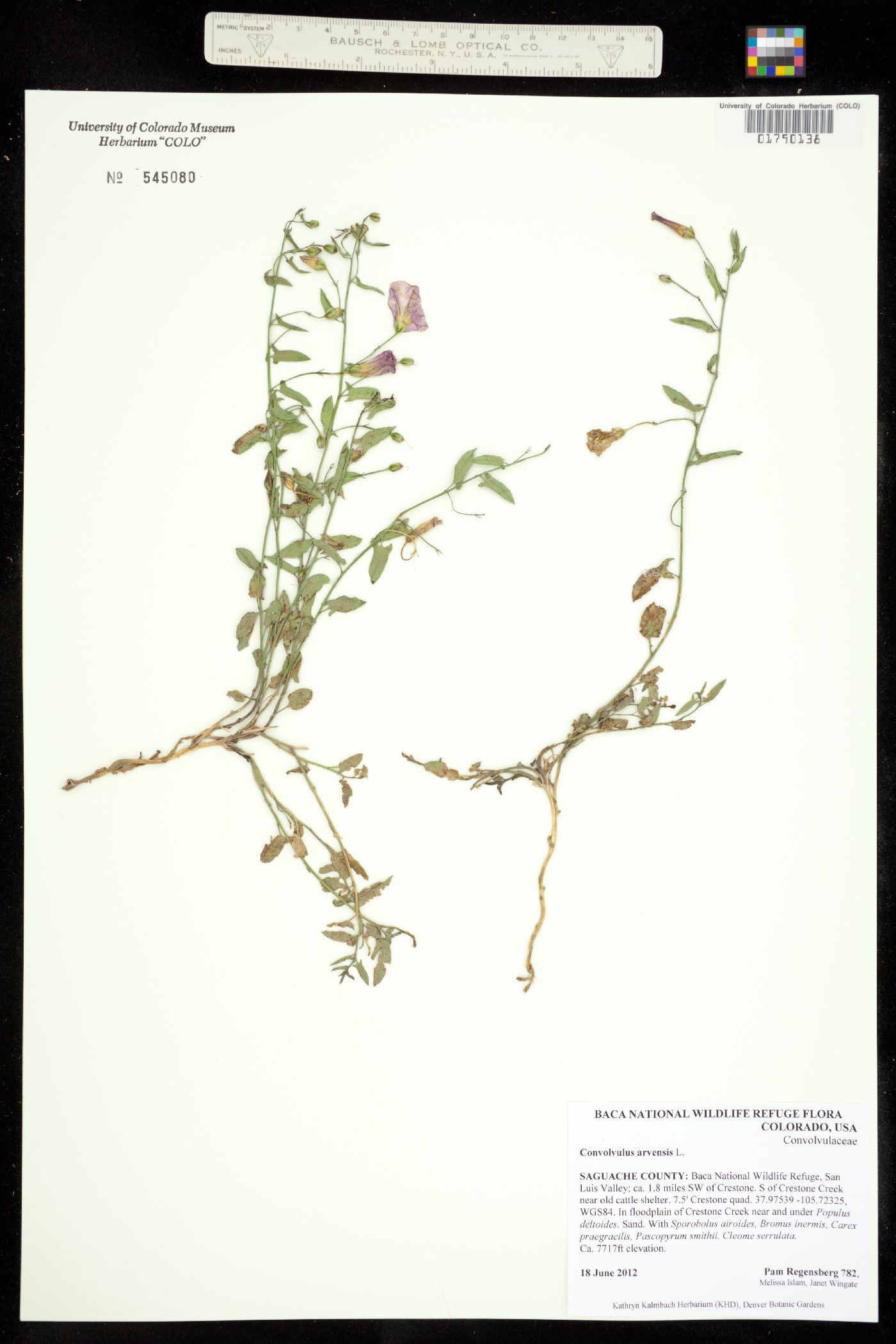 Convolvulus arvensis image