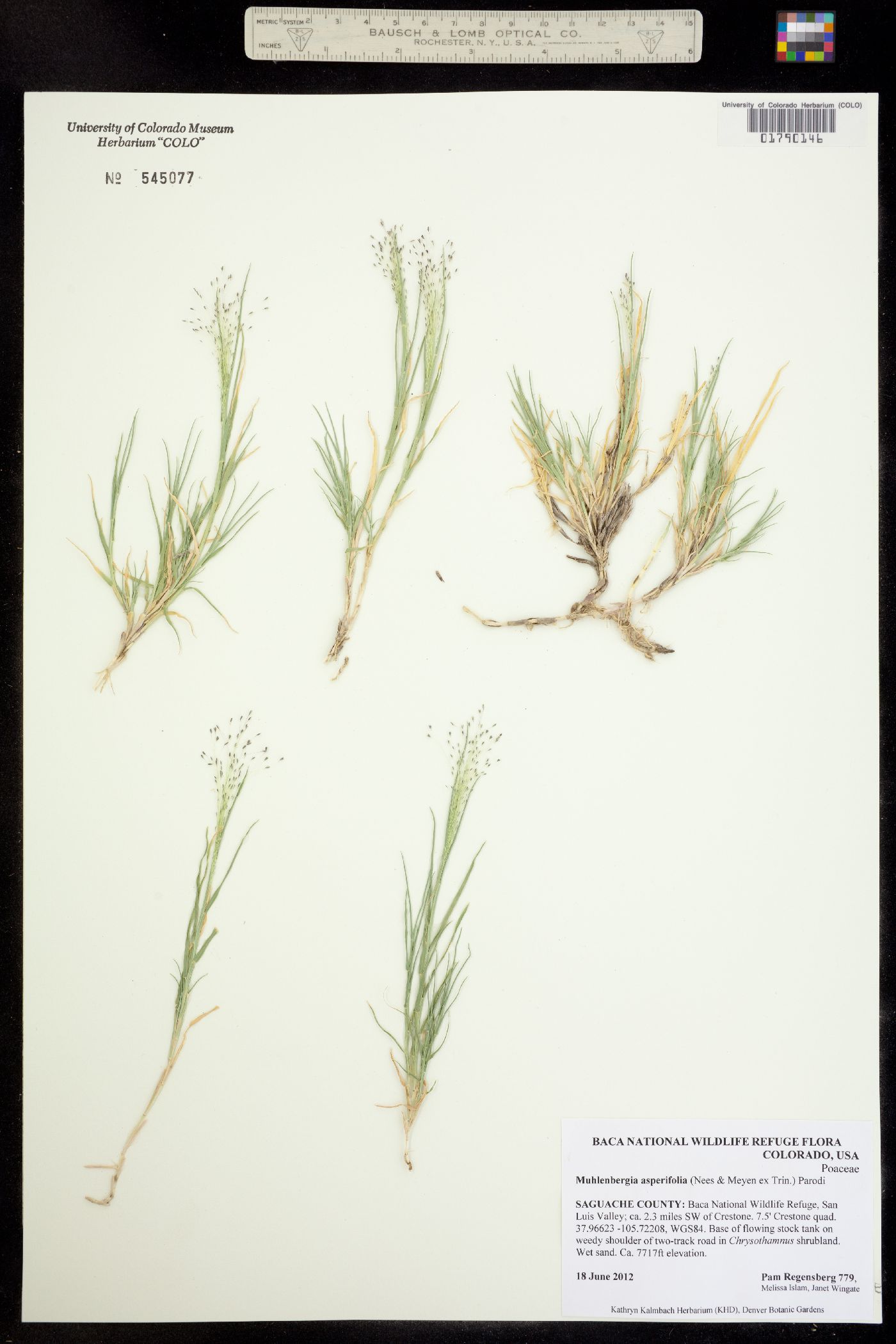 Muhlenbergia asperifolia image