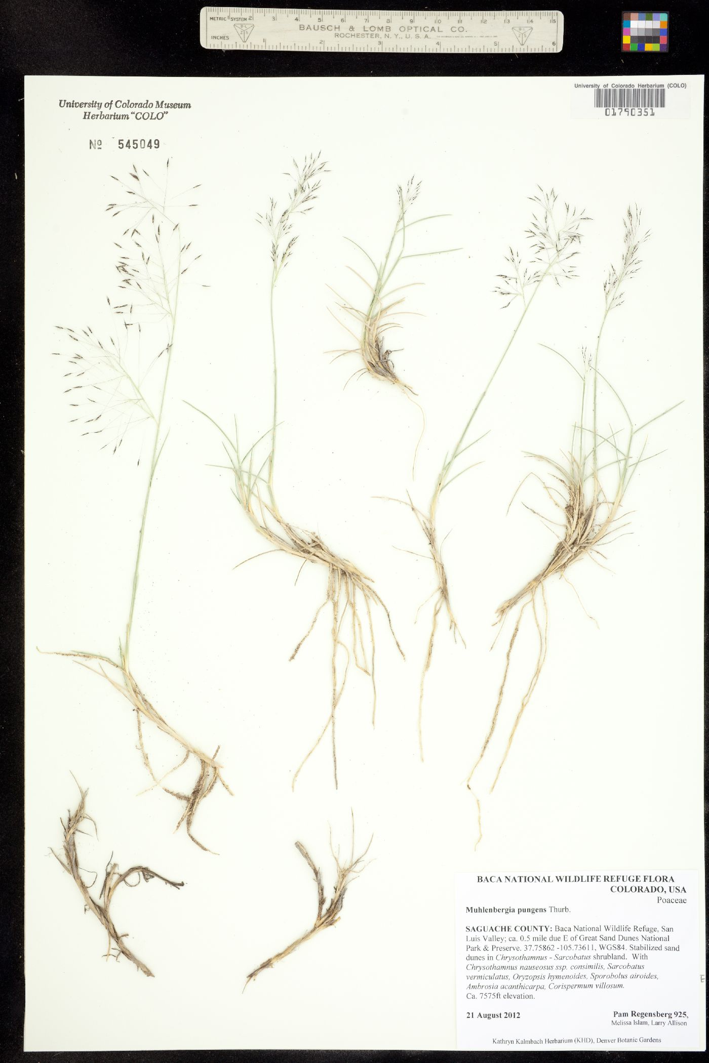 Muhlenbergia pungens image