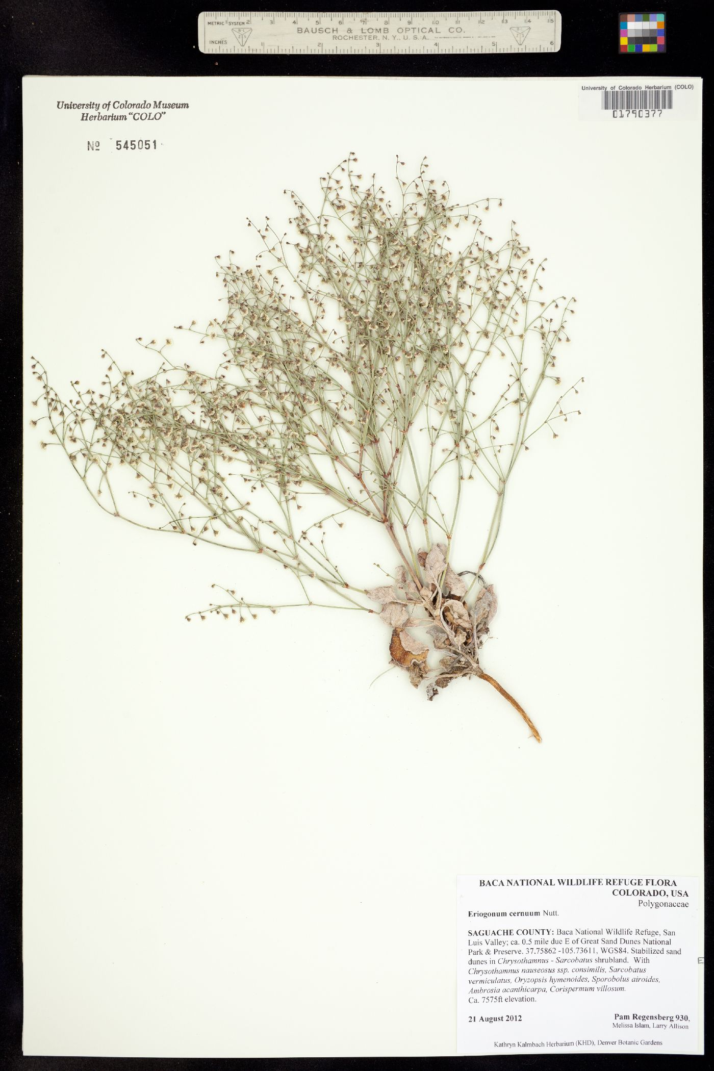 Eriogonum cernuum image