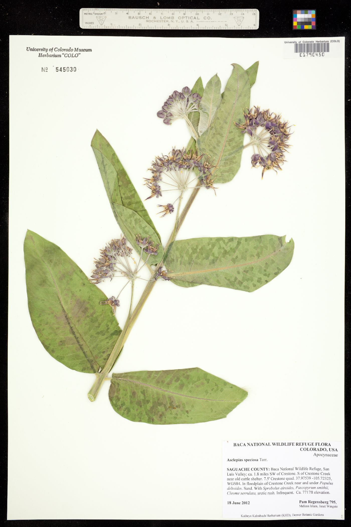 Asclepias speciosa image