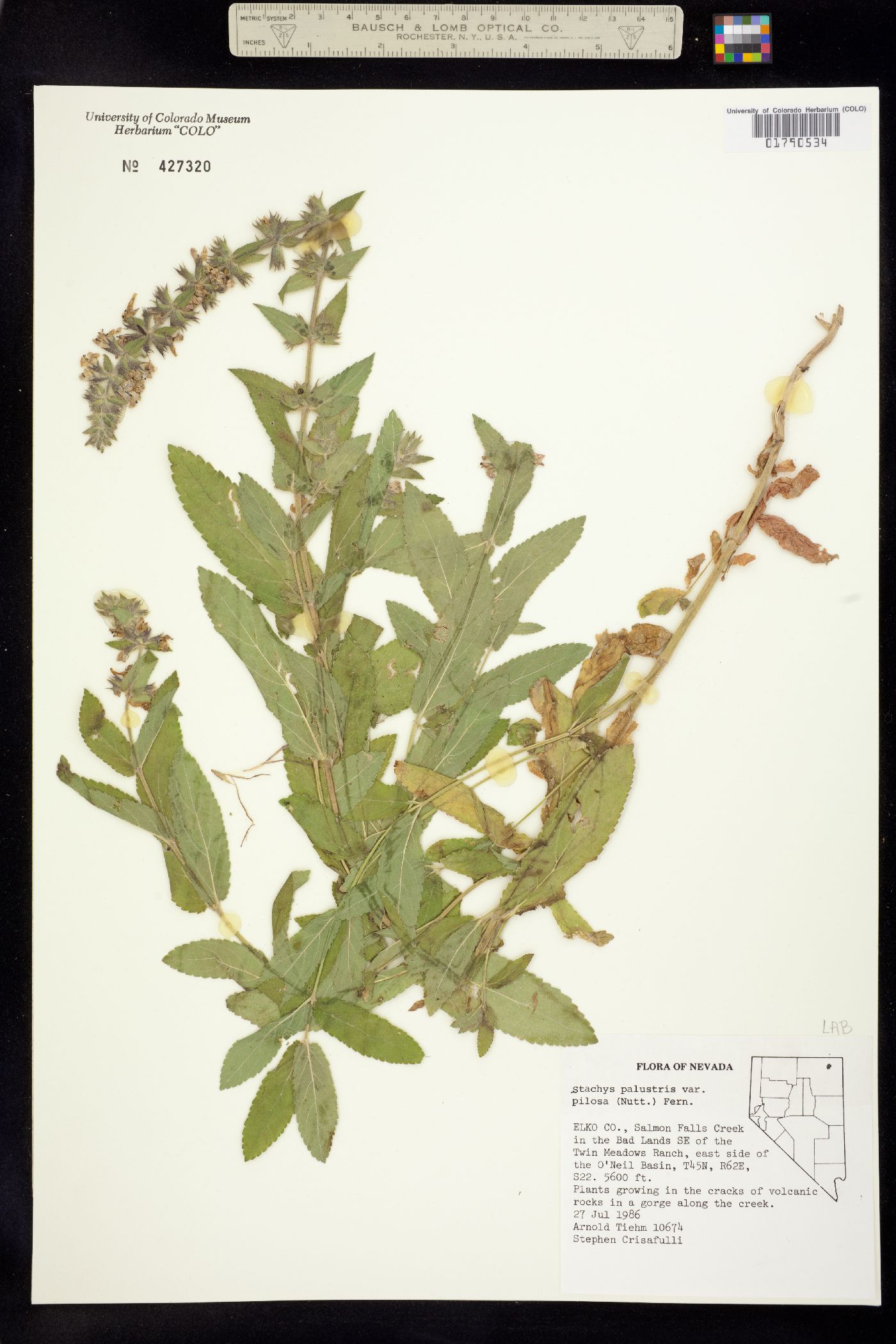 Stachys palustris image