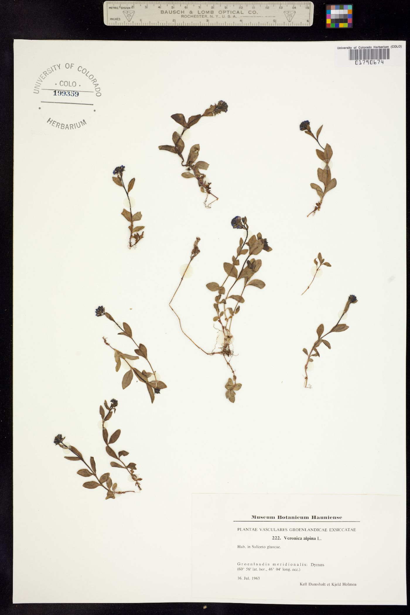 Veronica alpina image