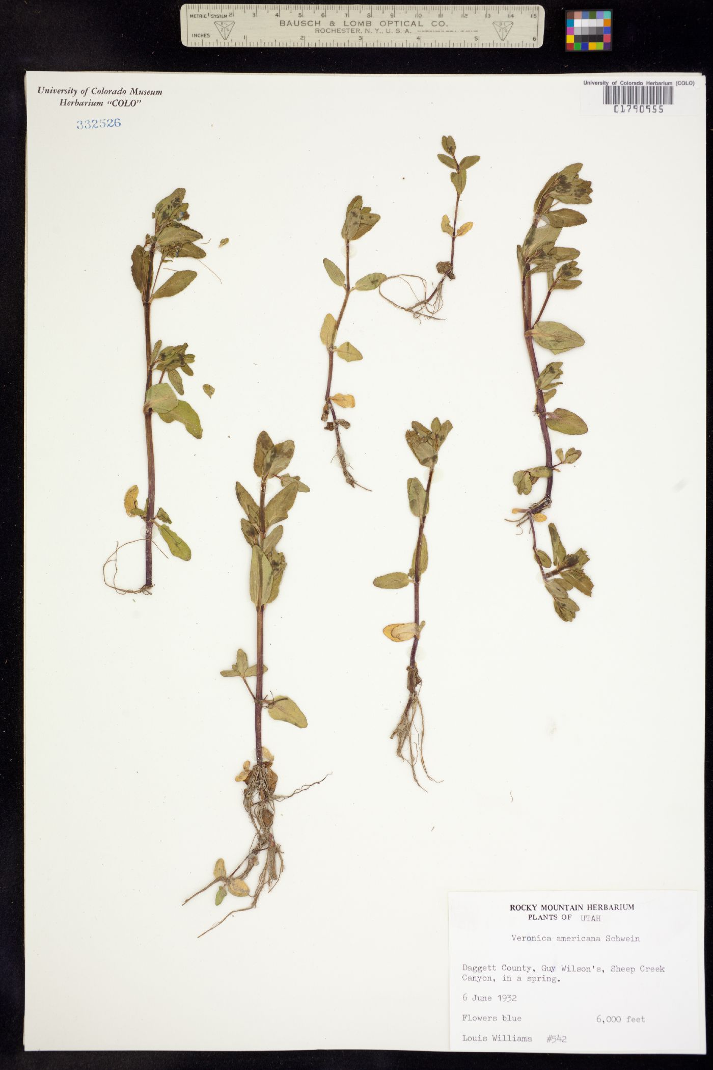 Veronica image
