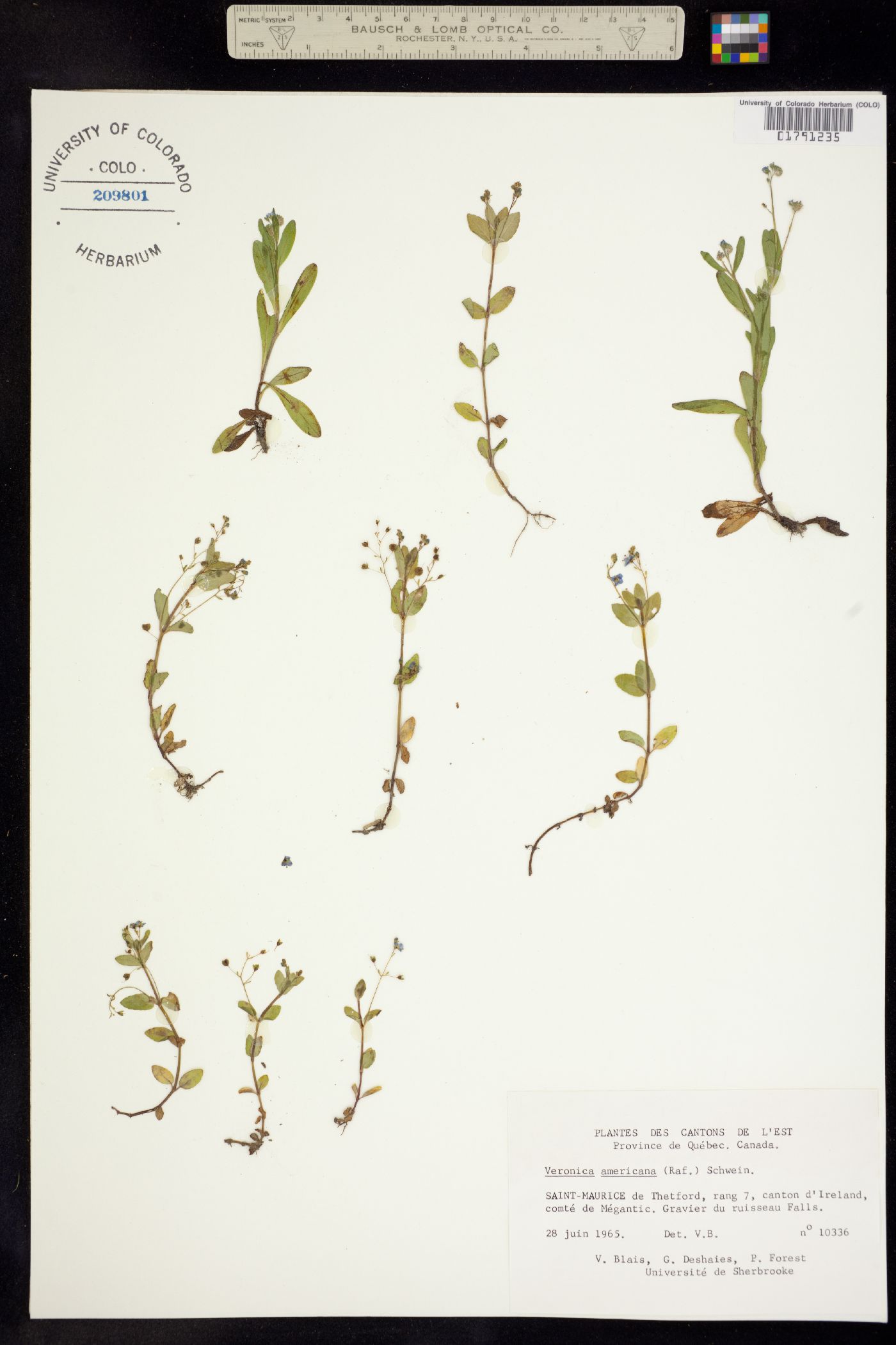Veronica image