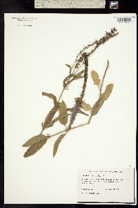 Image of Veronica longifolia