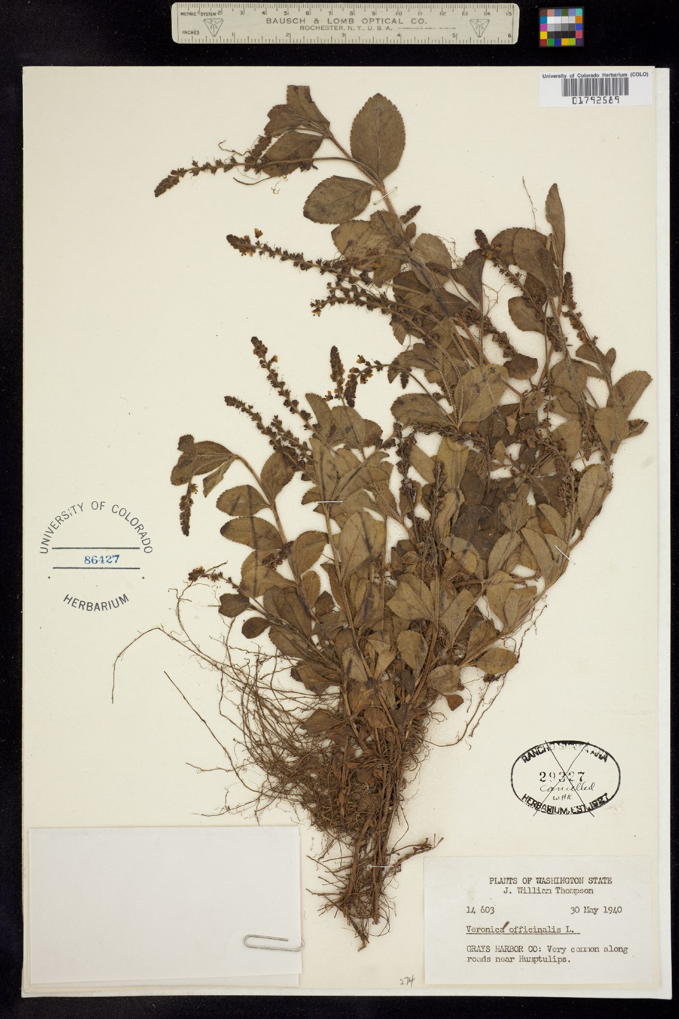 Veronica officinalis image