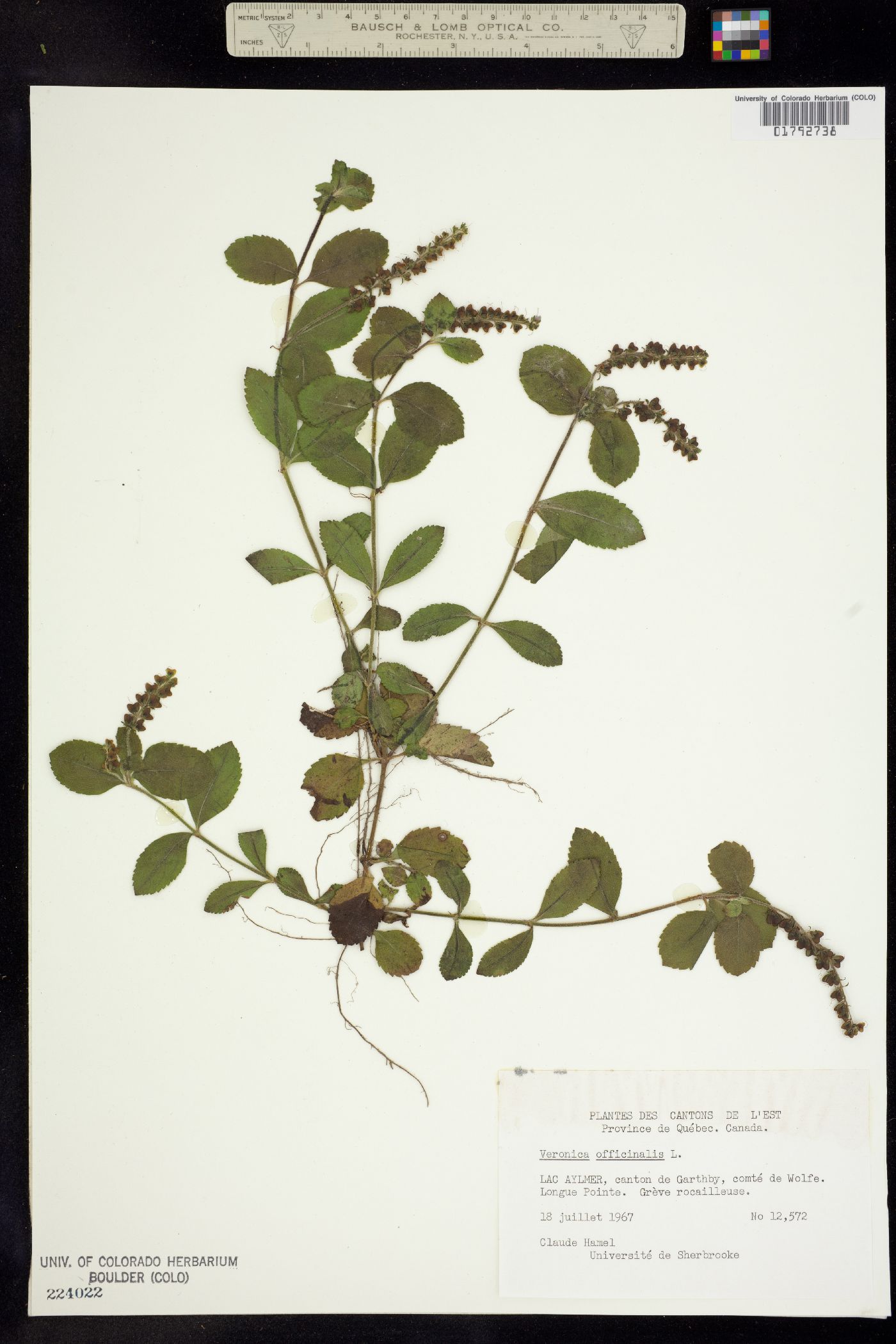 Veronica officinalis image