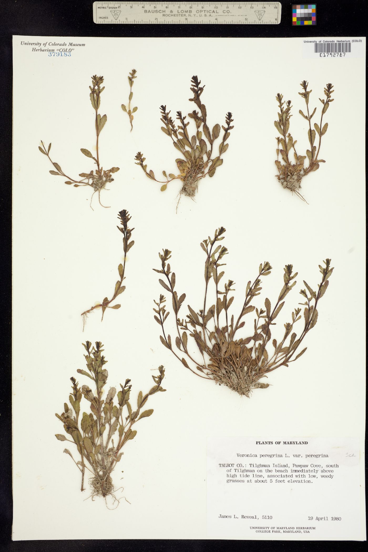 Veronica peregrina image