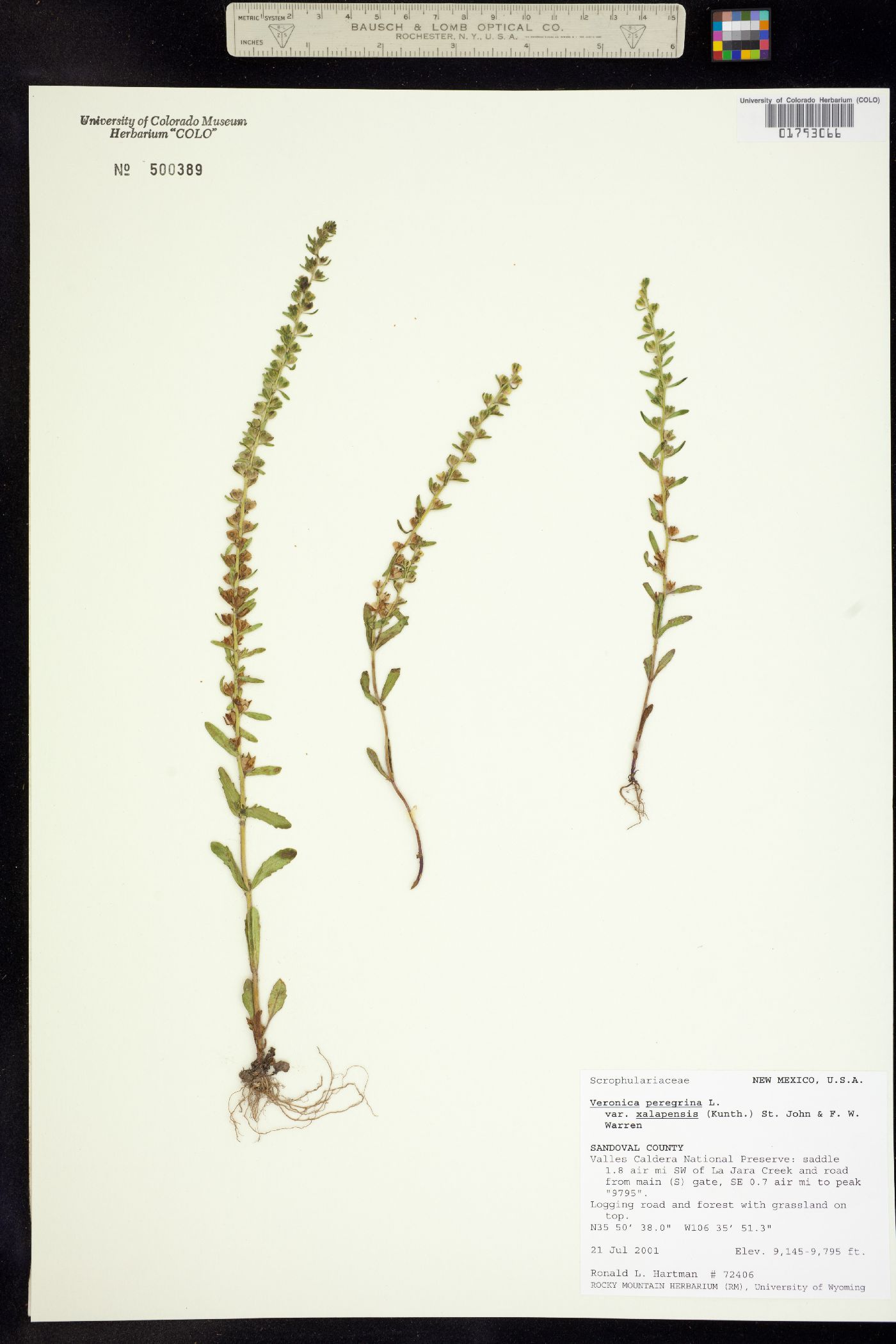 Veronica peregrina image