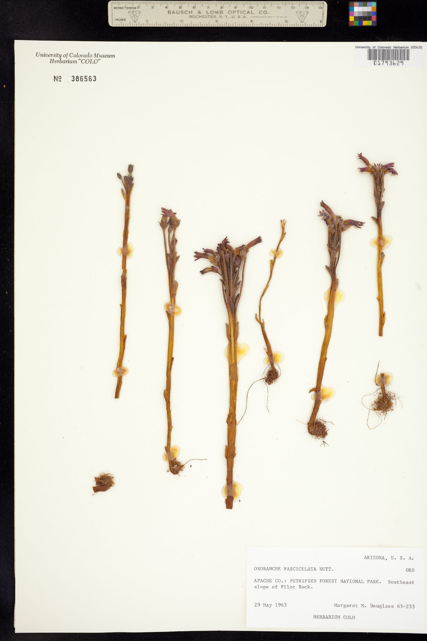 Orobanche fasciculata image