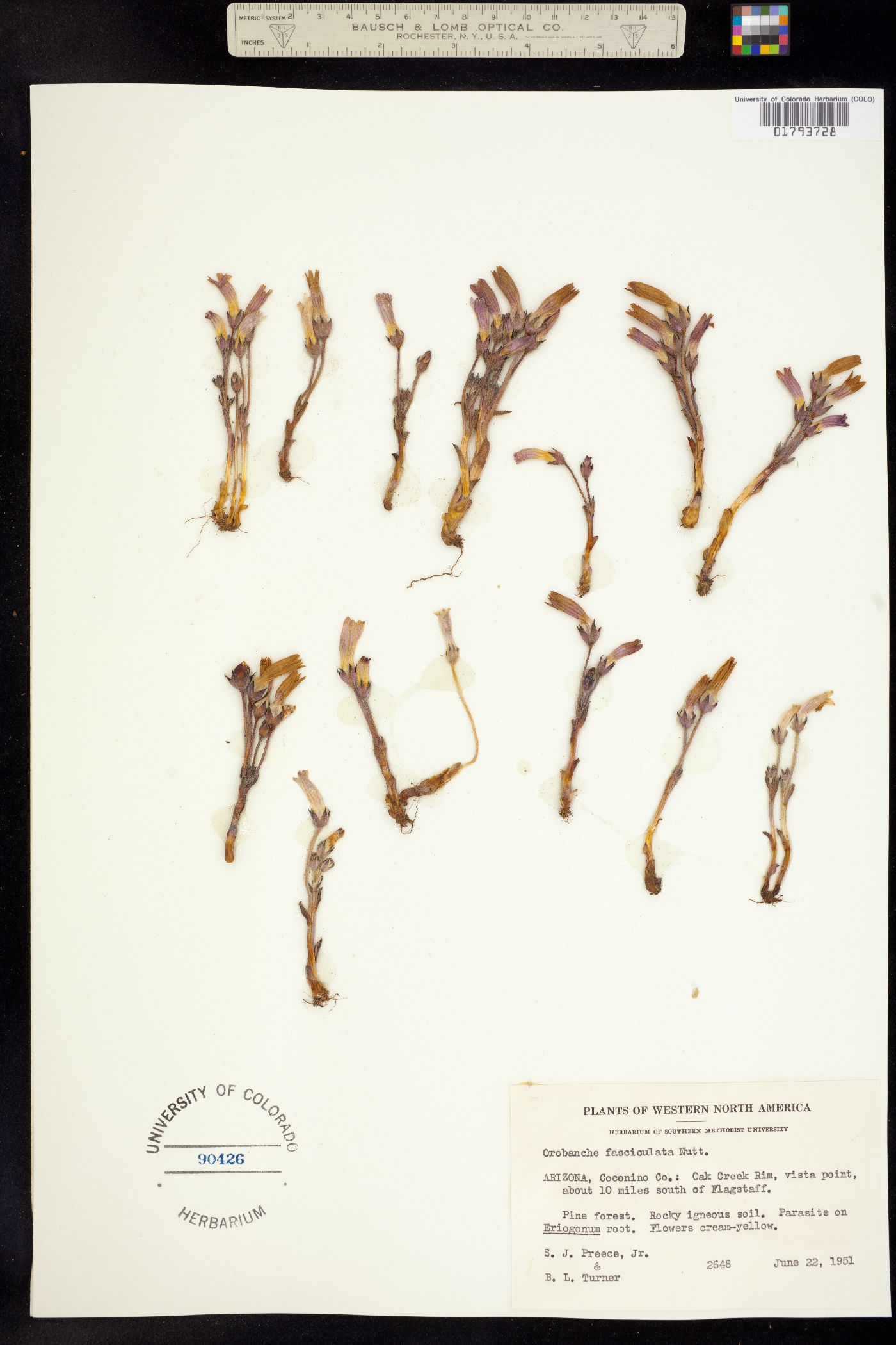 Orobanche fasciculata image