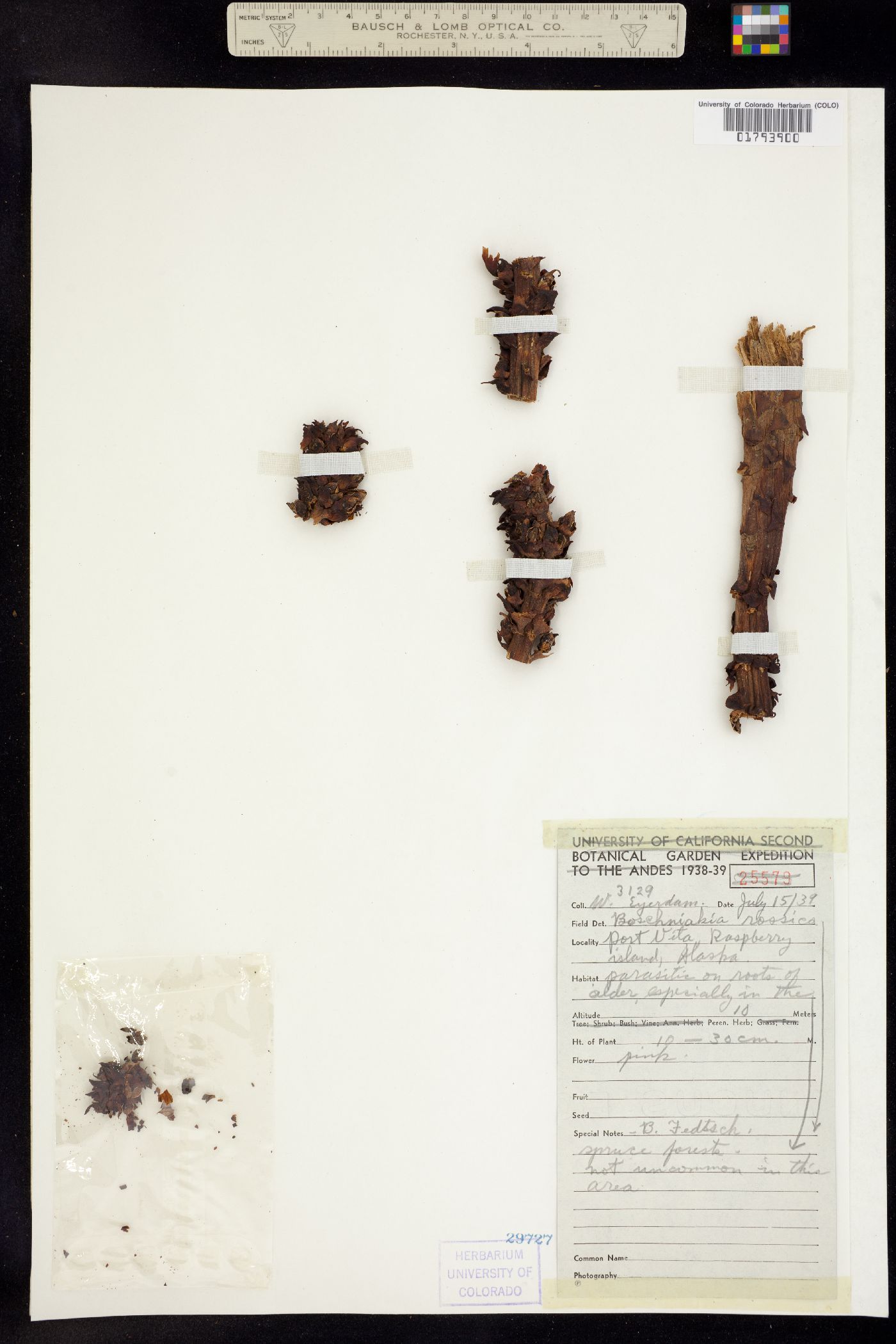 Boschniakia rossica image