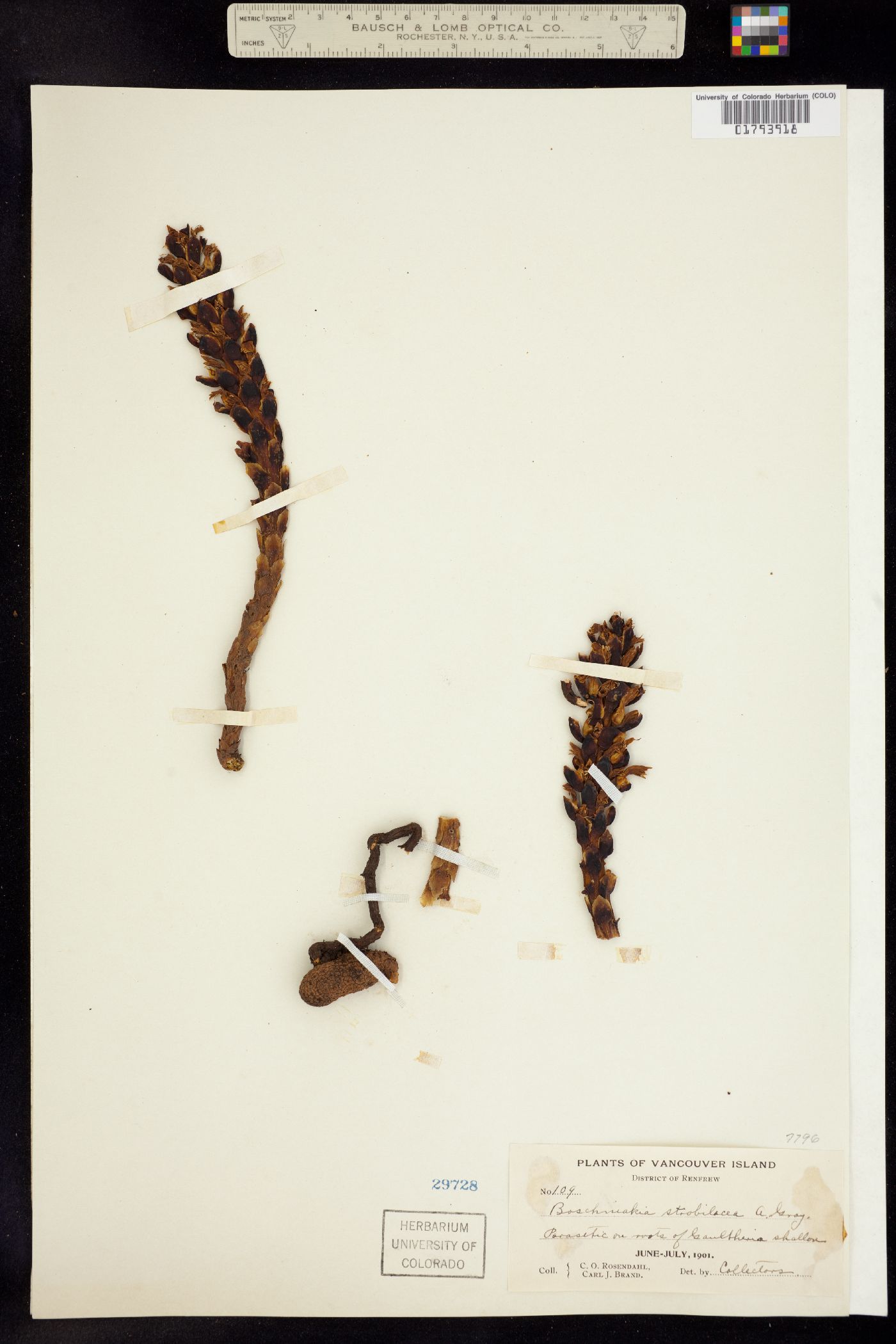 Boschniakia rossica image