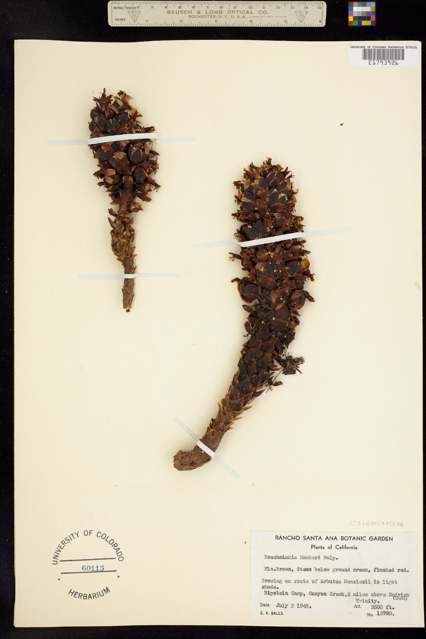Kopsiopsis hookeri image