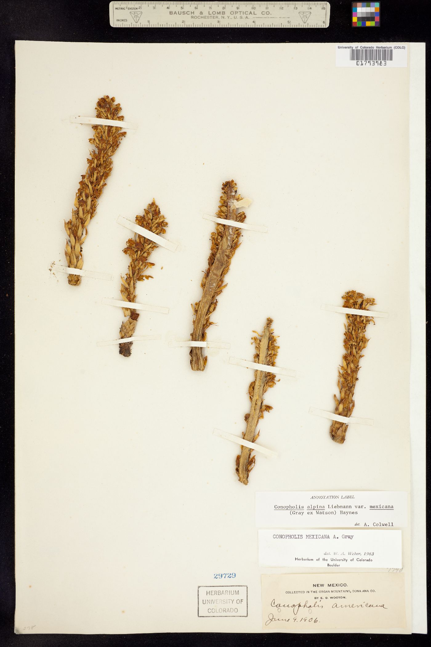 Conopholis alpina image