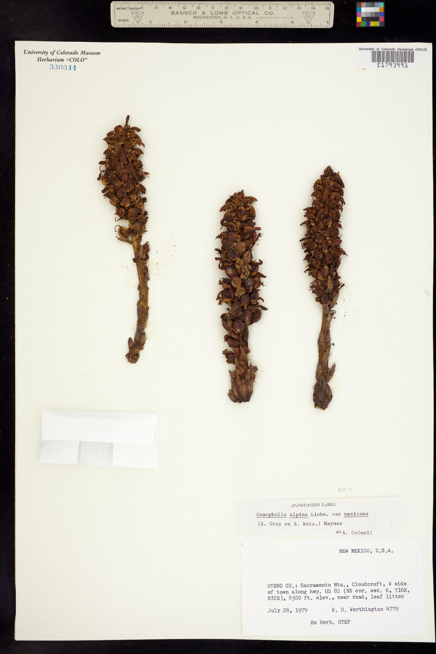 Conopholis alpina image