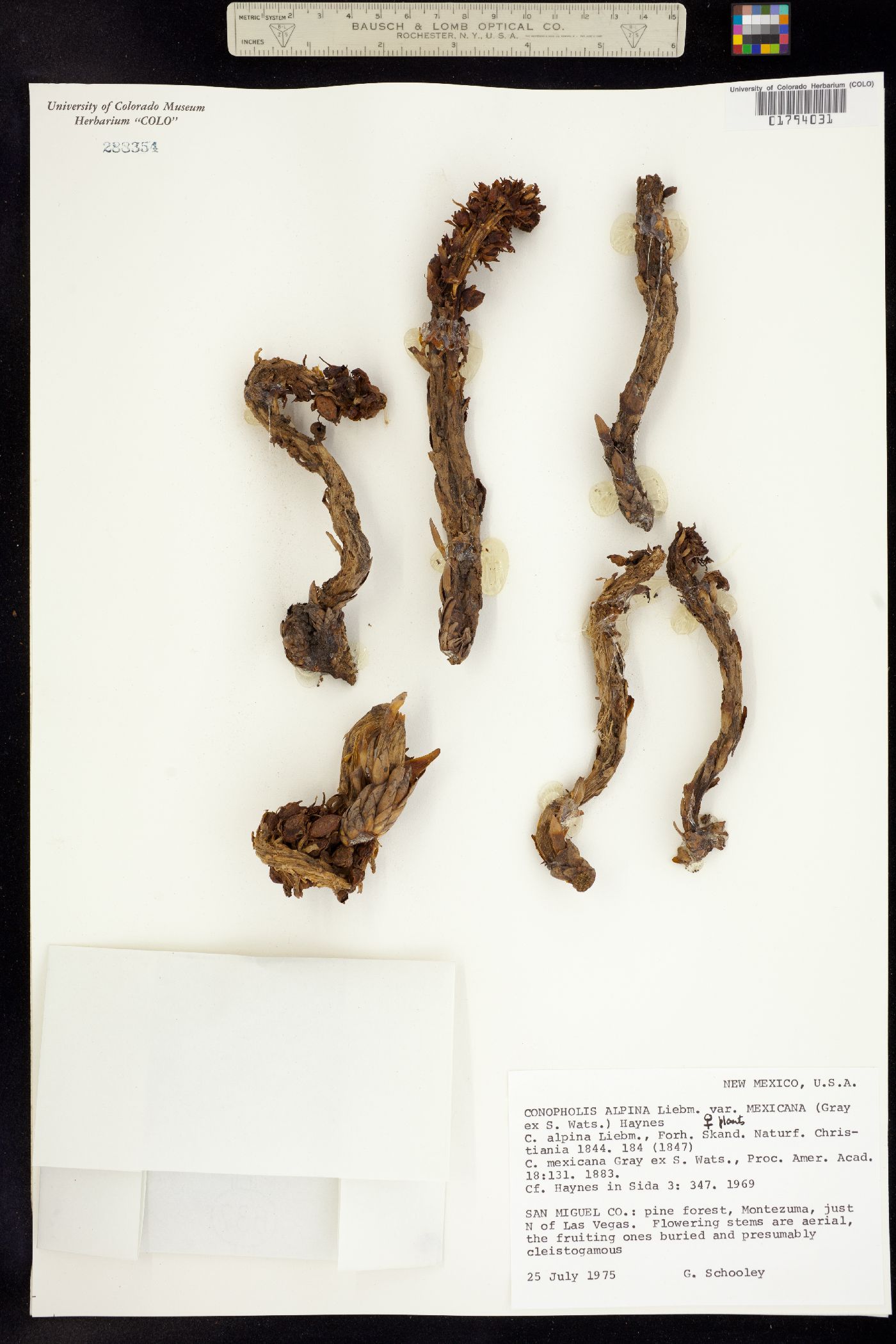 Conopholis alpina image