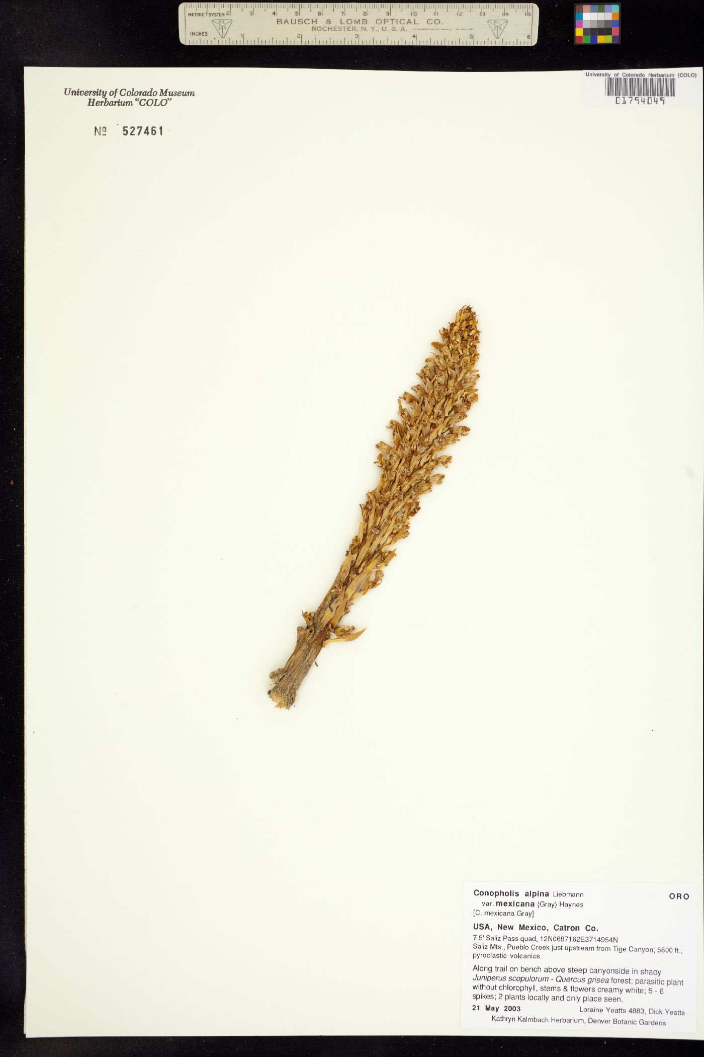 Conopholis alpina image