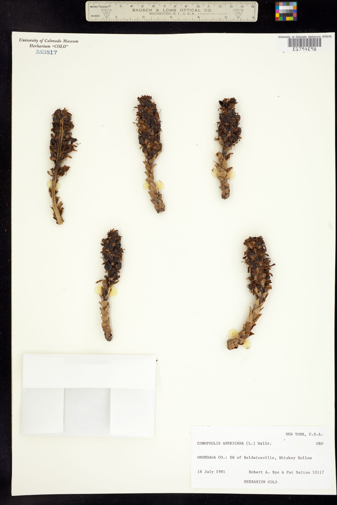 Conopholis americana image