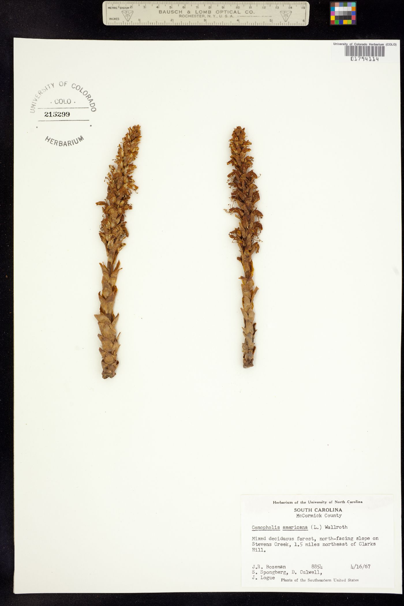 Conopholis americana image