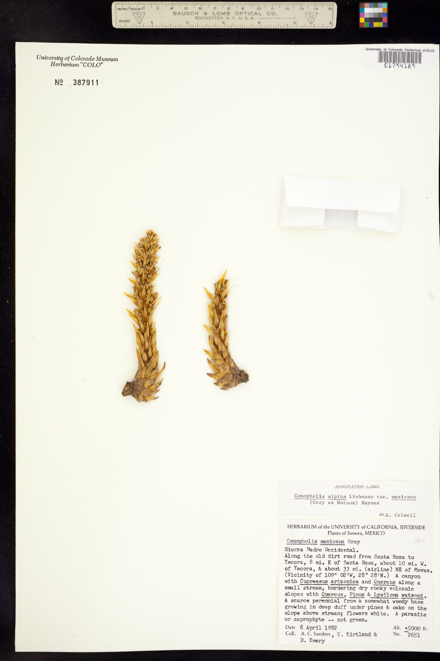 Conopholis alpina image