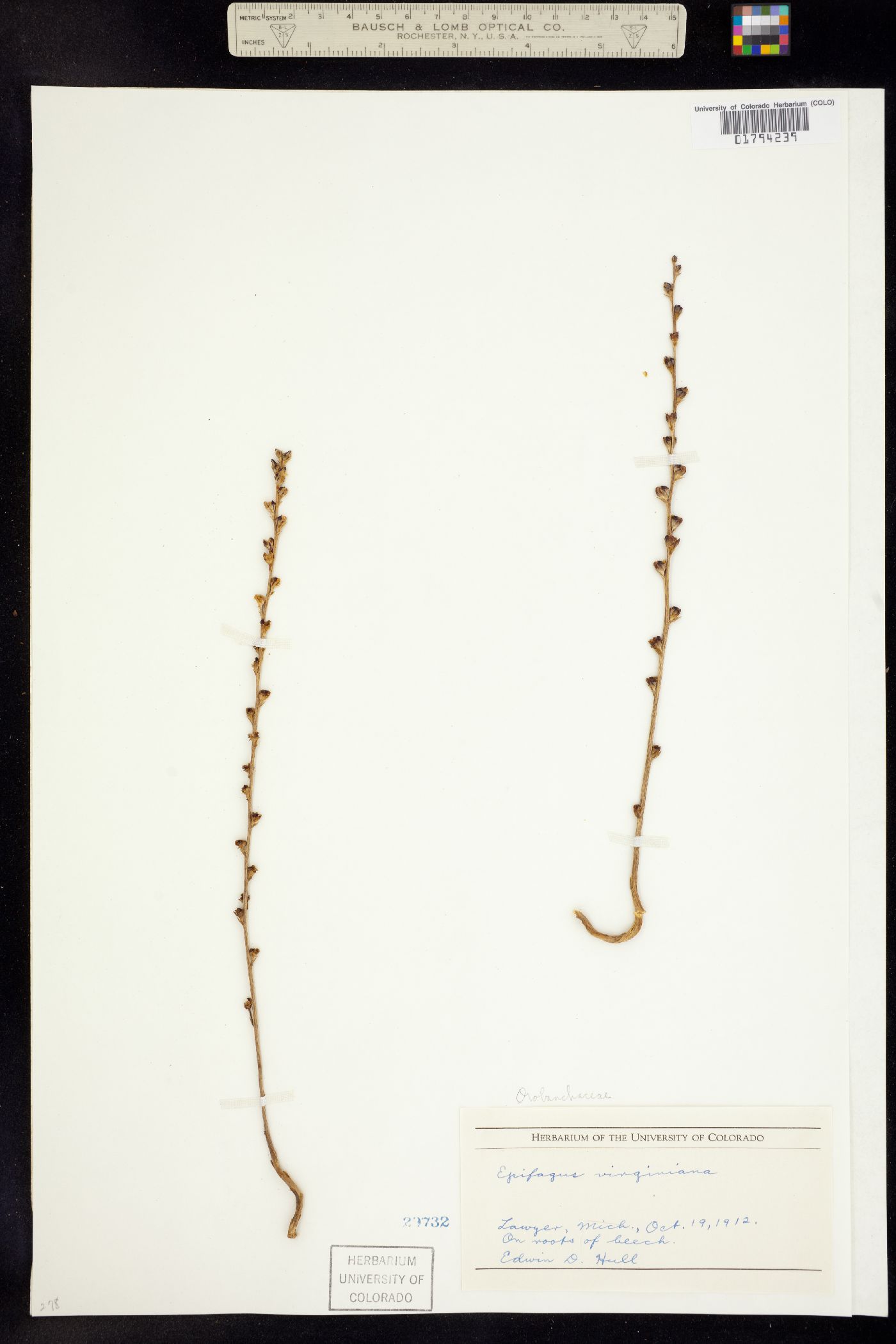 Epifagus virginiana image