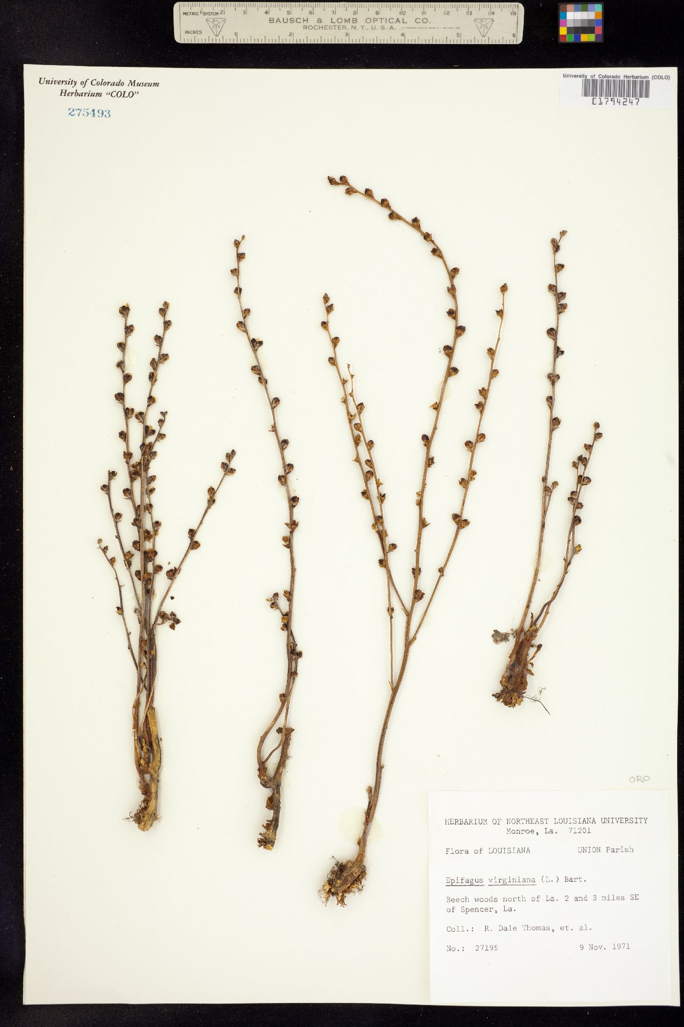 Epifagus virginiana image