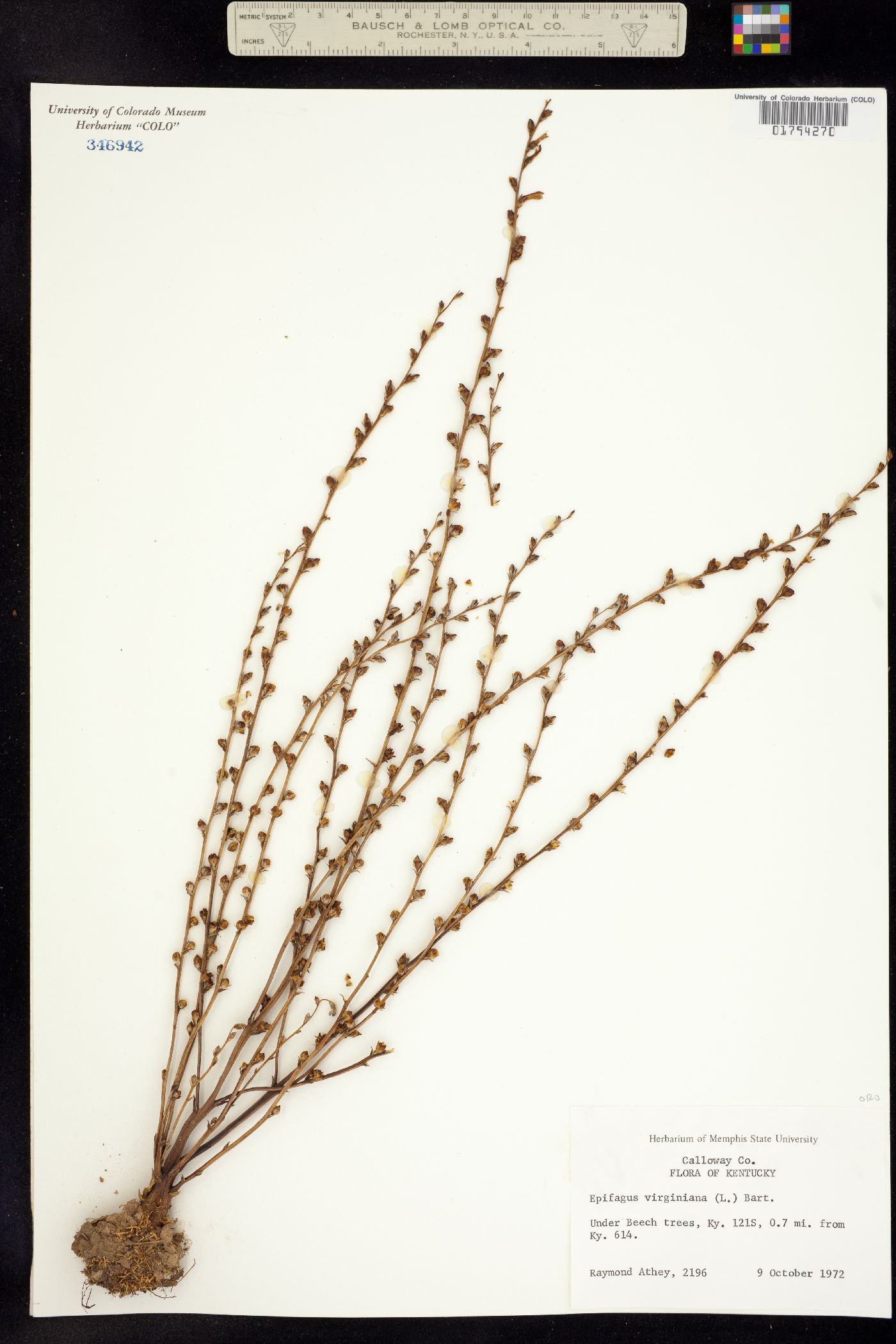 Epifagus virginiana image