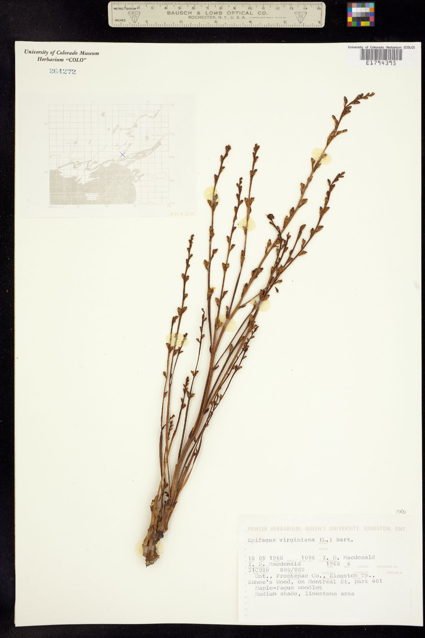 Epifagus image