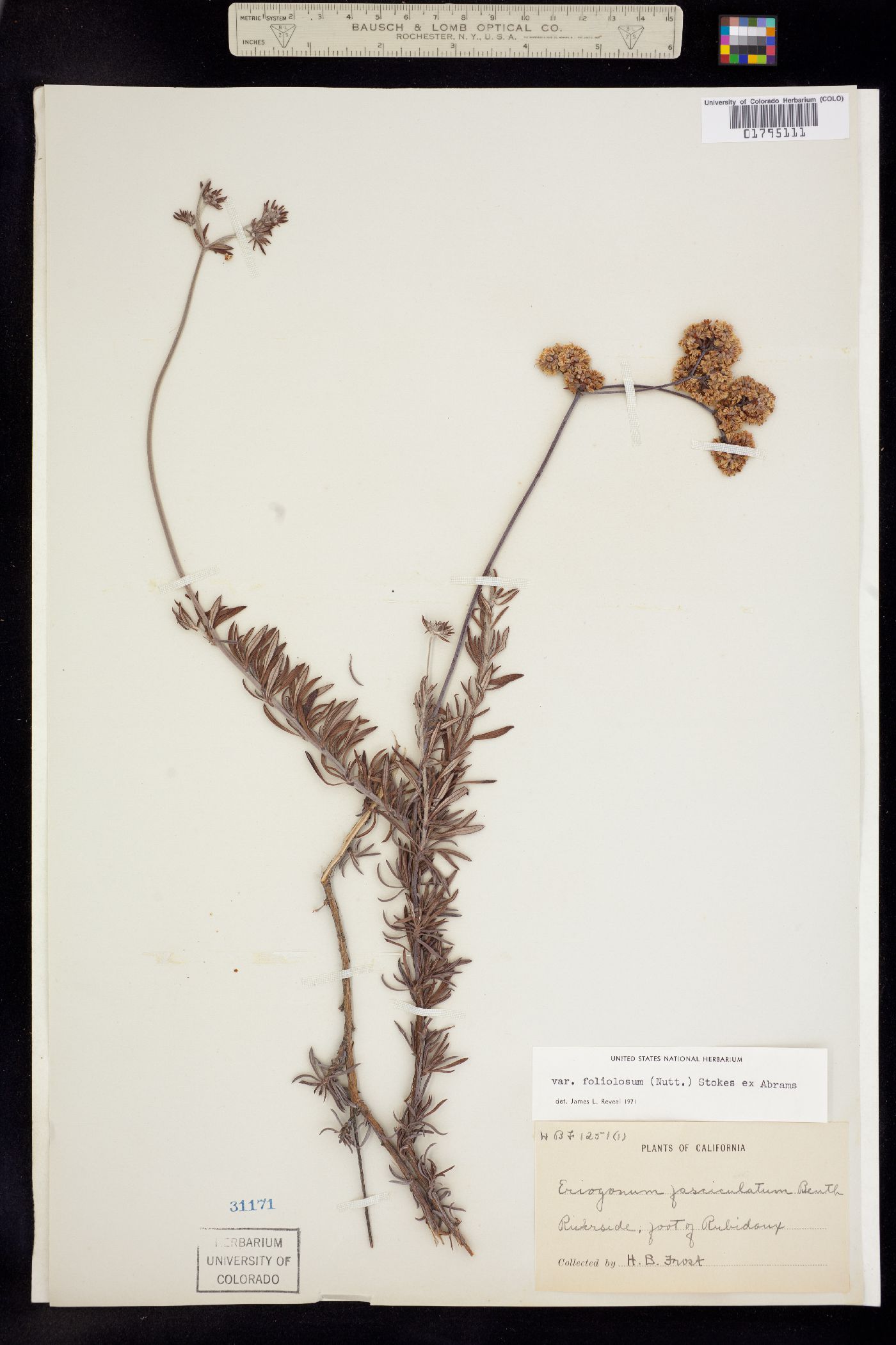 Eriogonum fasciculatum var. foliolosum image