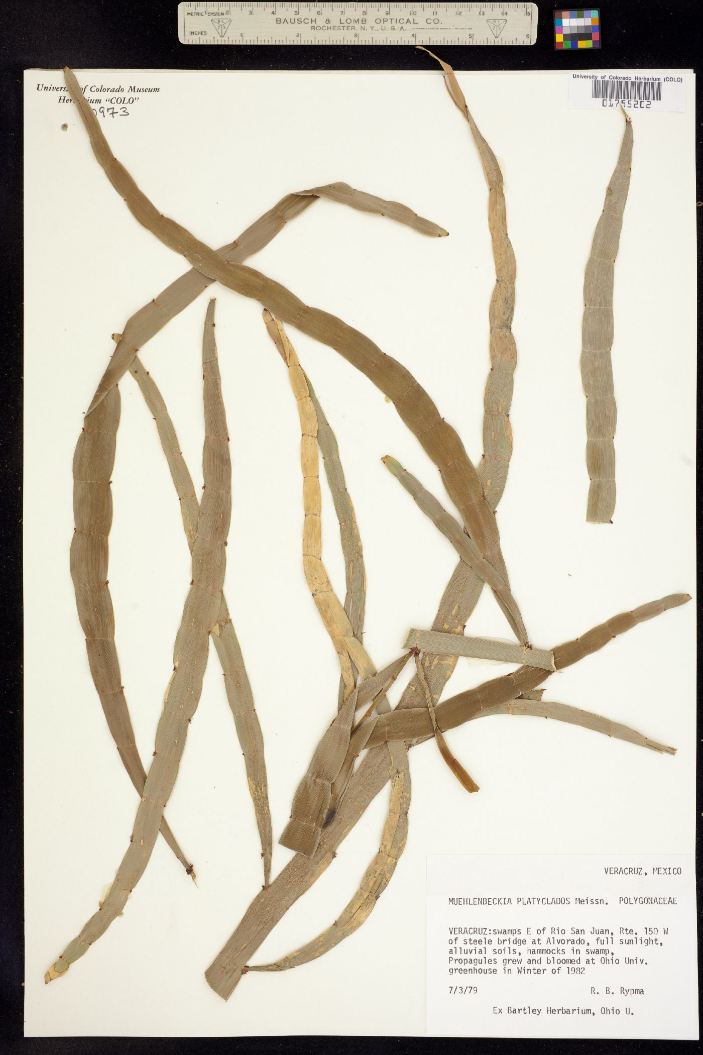 Muehlenbeckia platyclados image