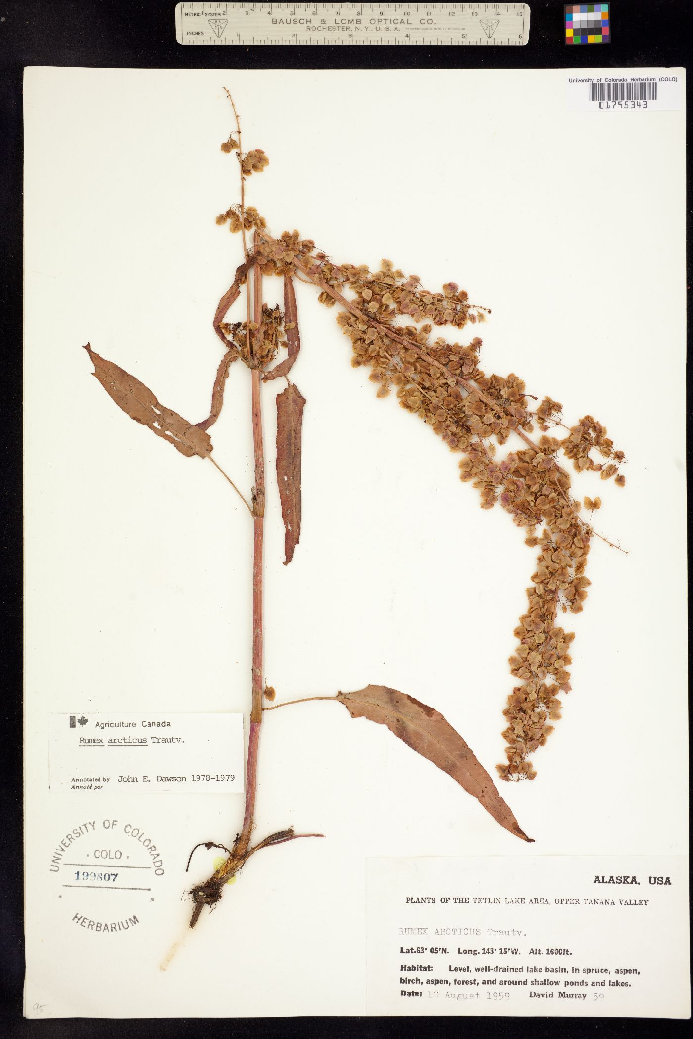 Rumex arcticus image