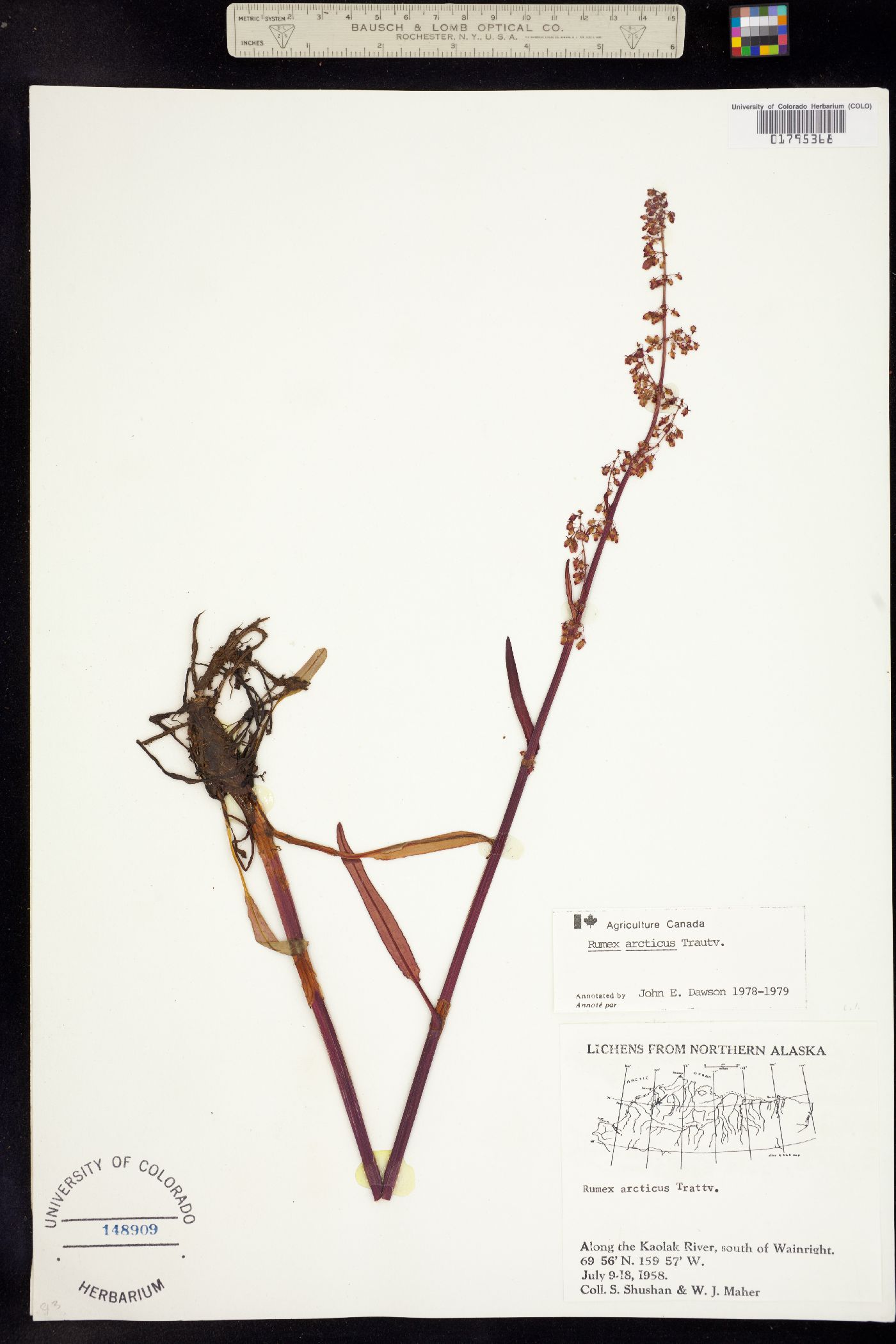 Rumex arcticus image
