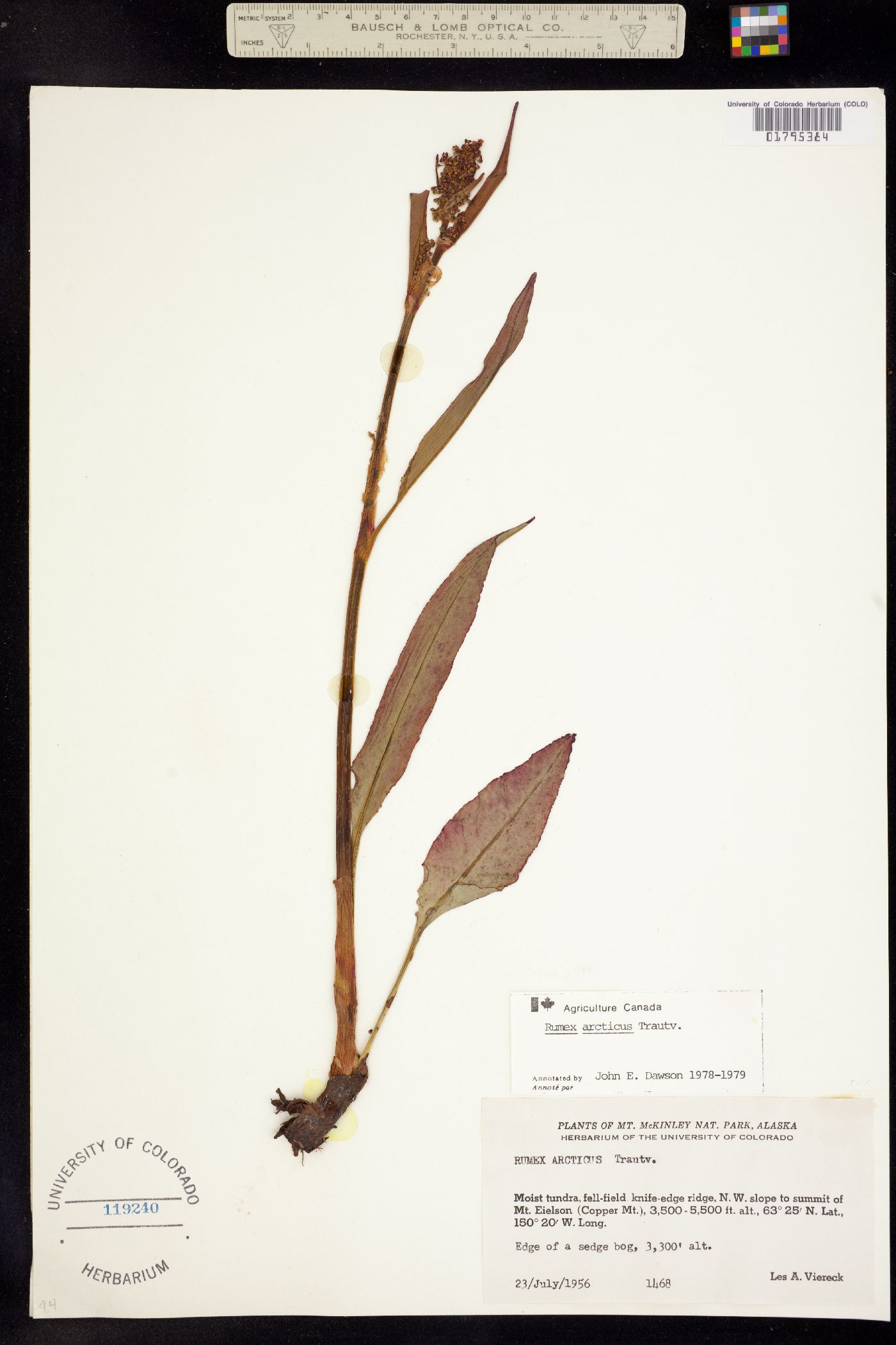 Rumex arcticus image