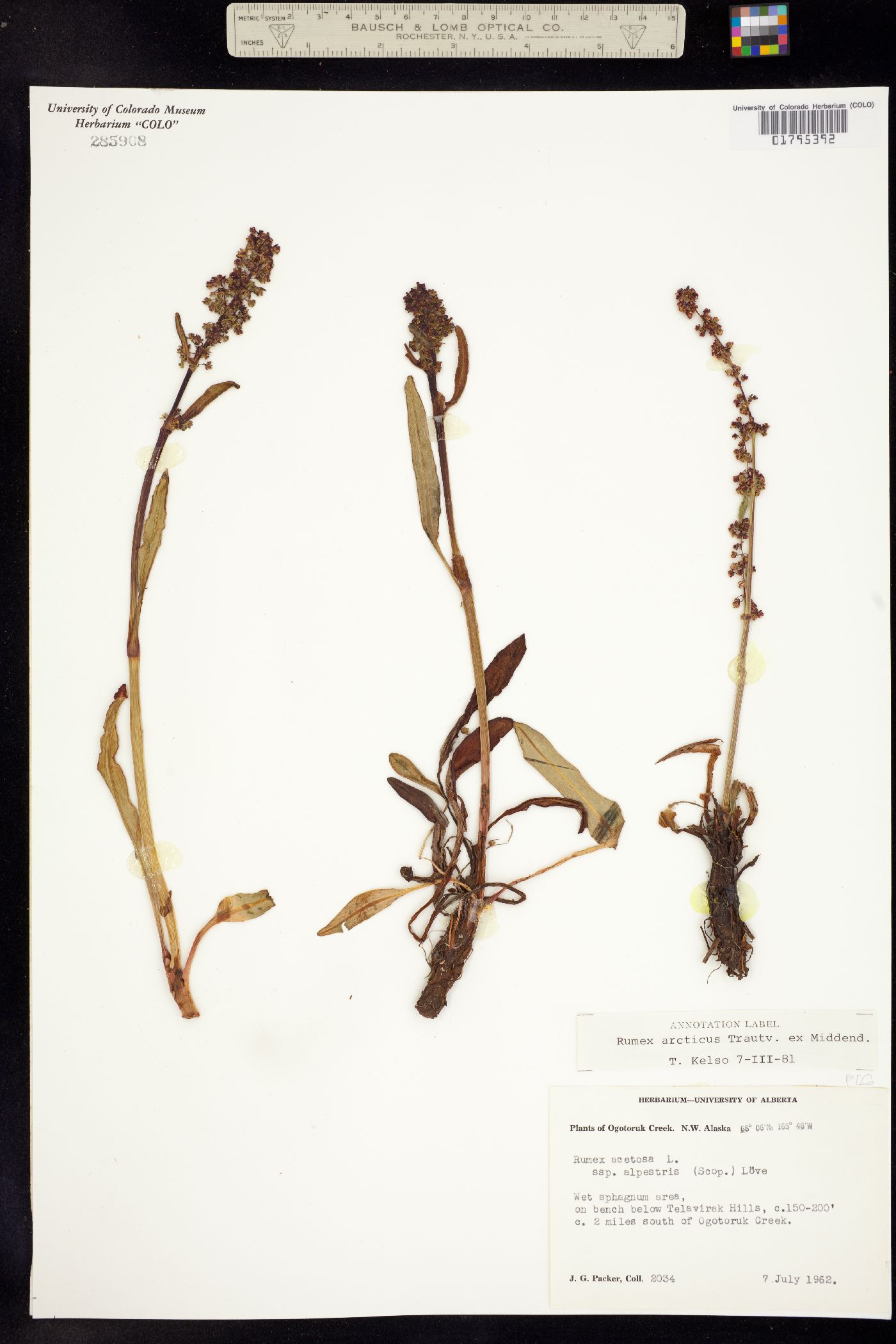 Rumex arcticus image