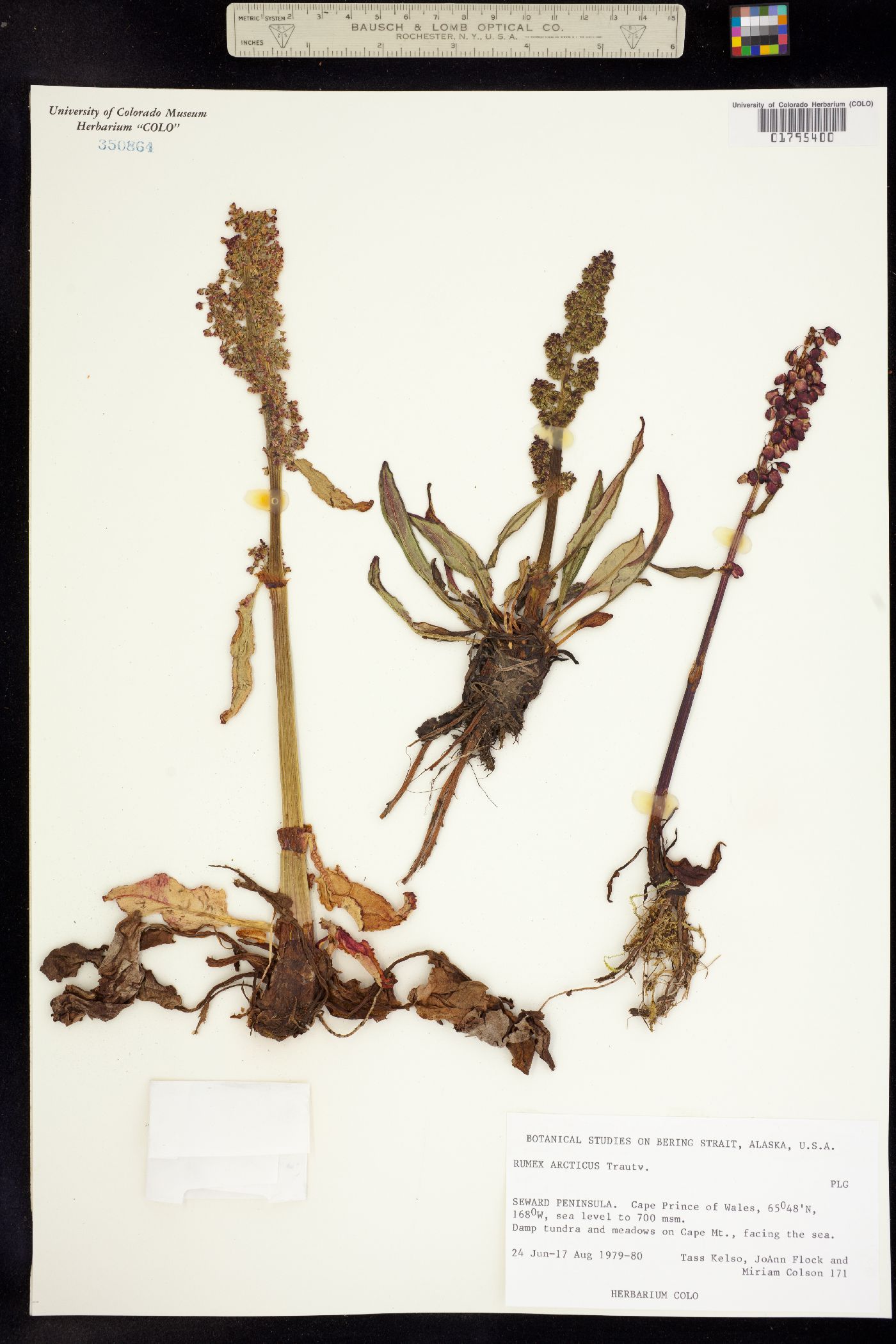 Rumex arcticus image