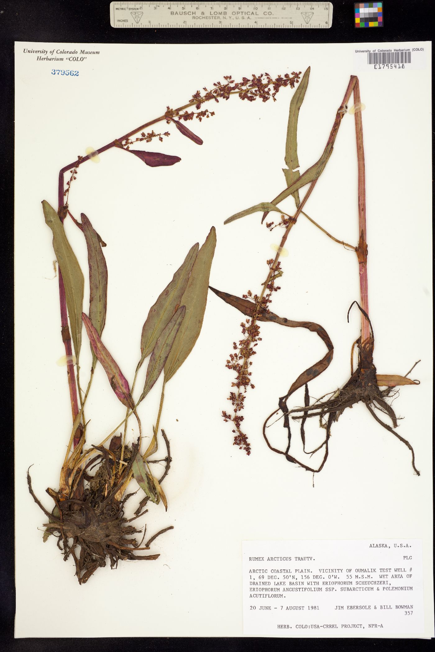 Rumex arcticus image