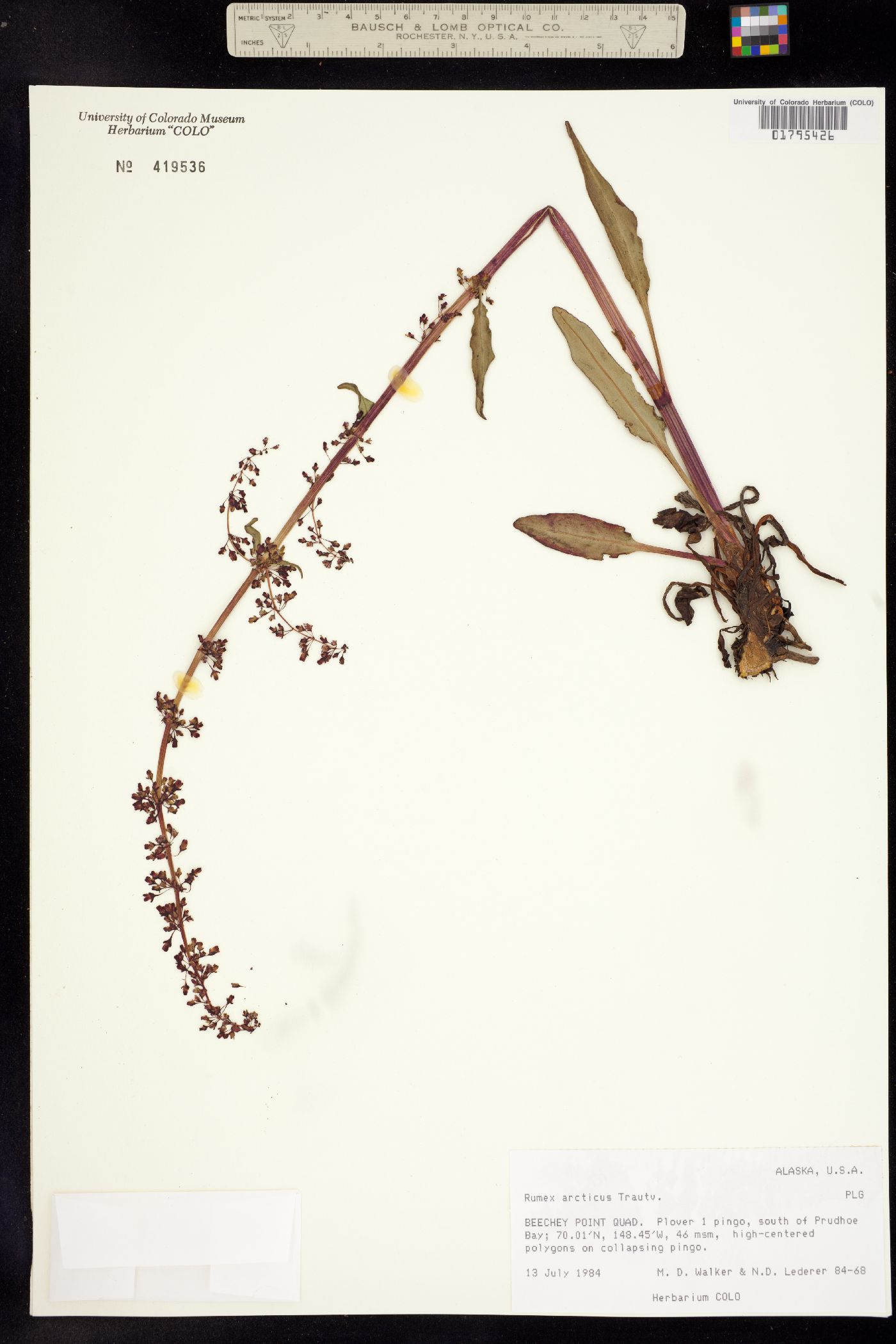 Rumex arcticus image