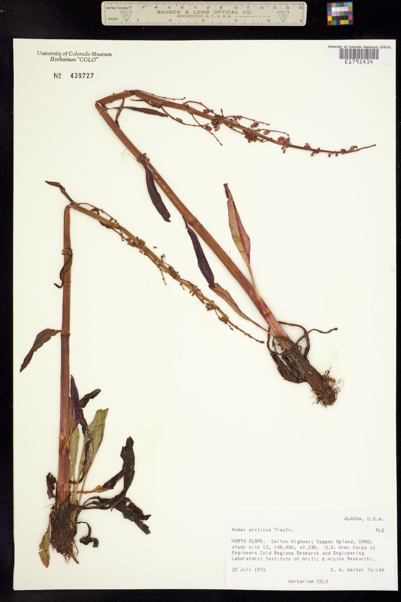 Rumex arcticus image