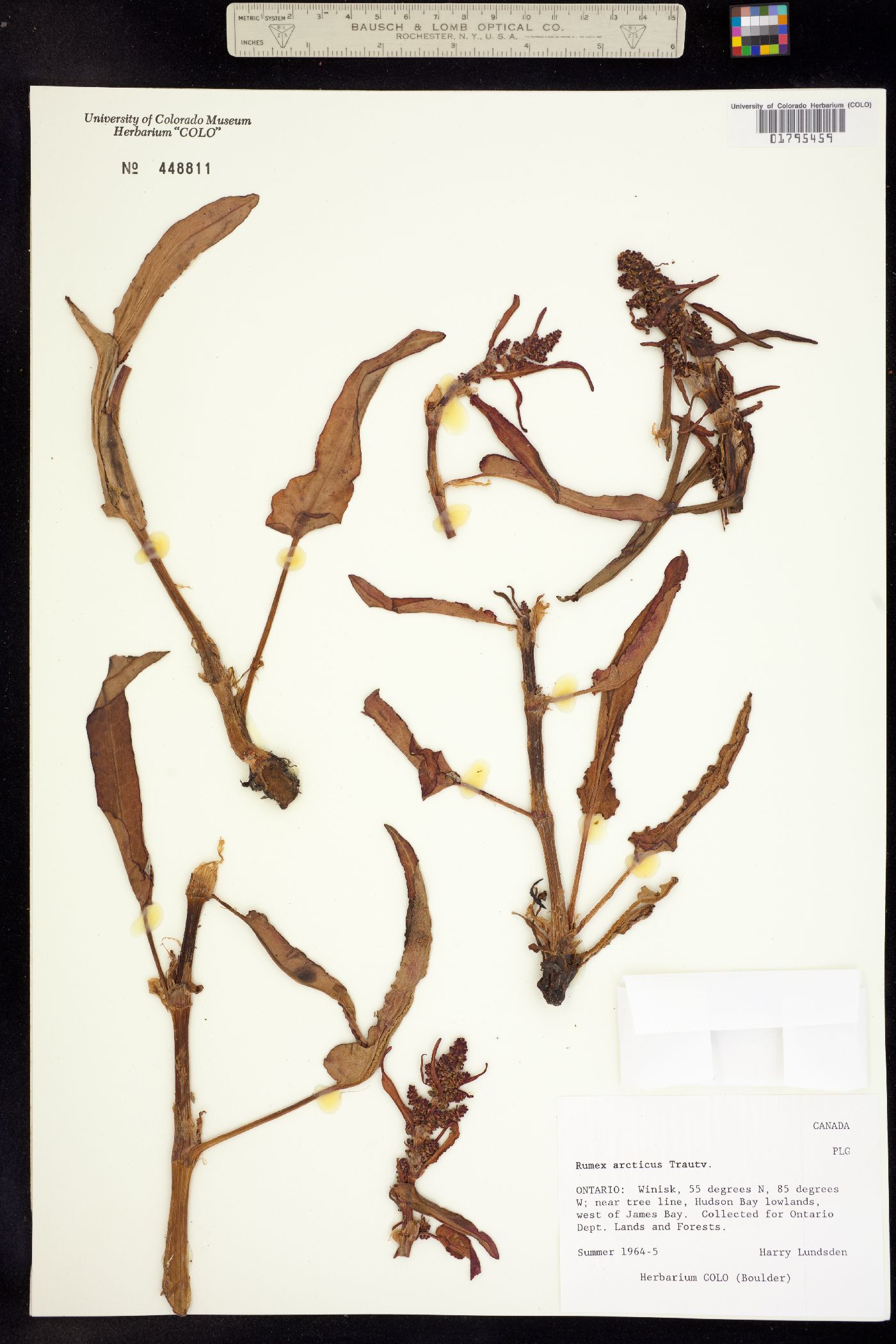 Rumex arcticus image