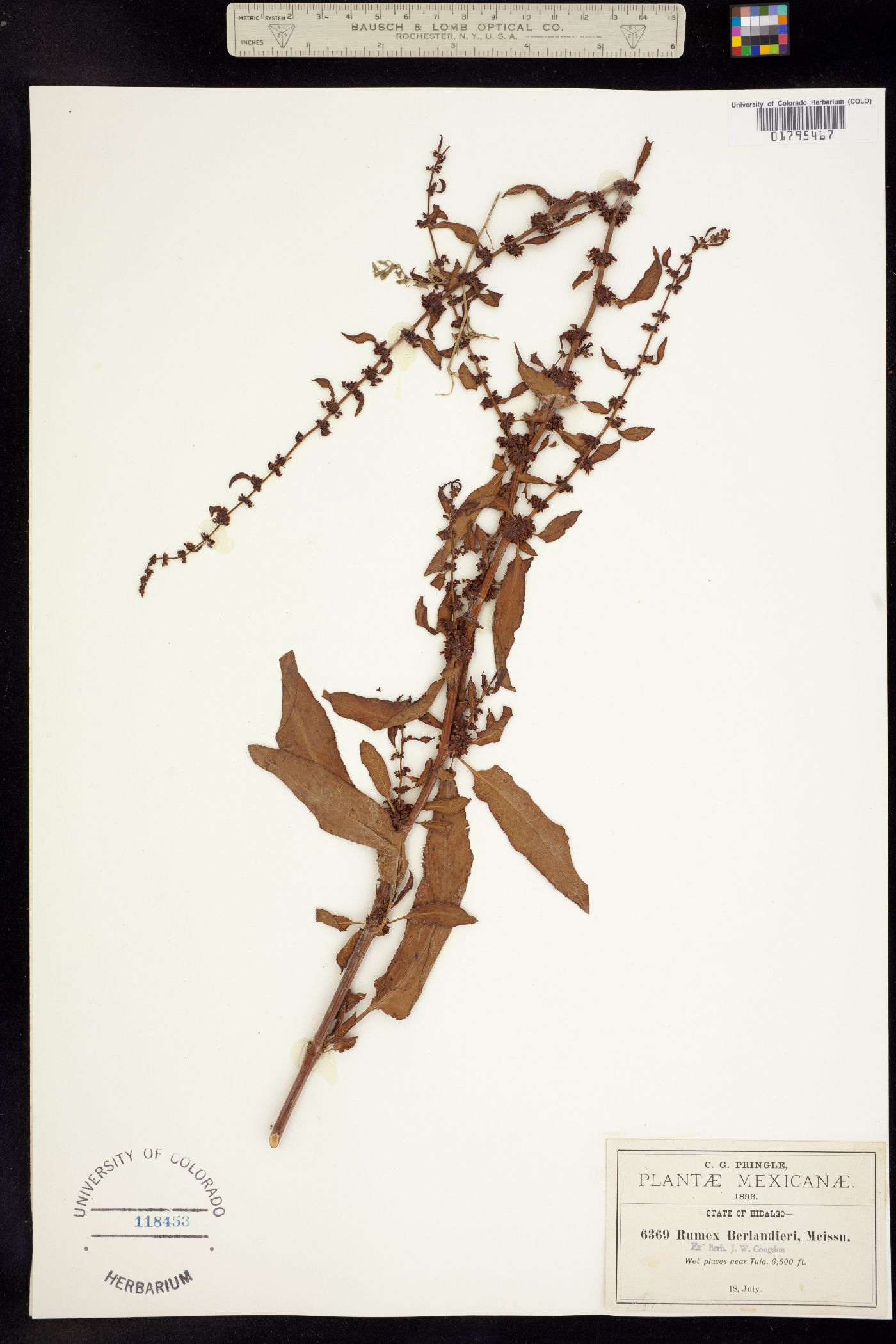 Rumex chrysocarpus image